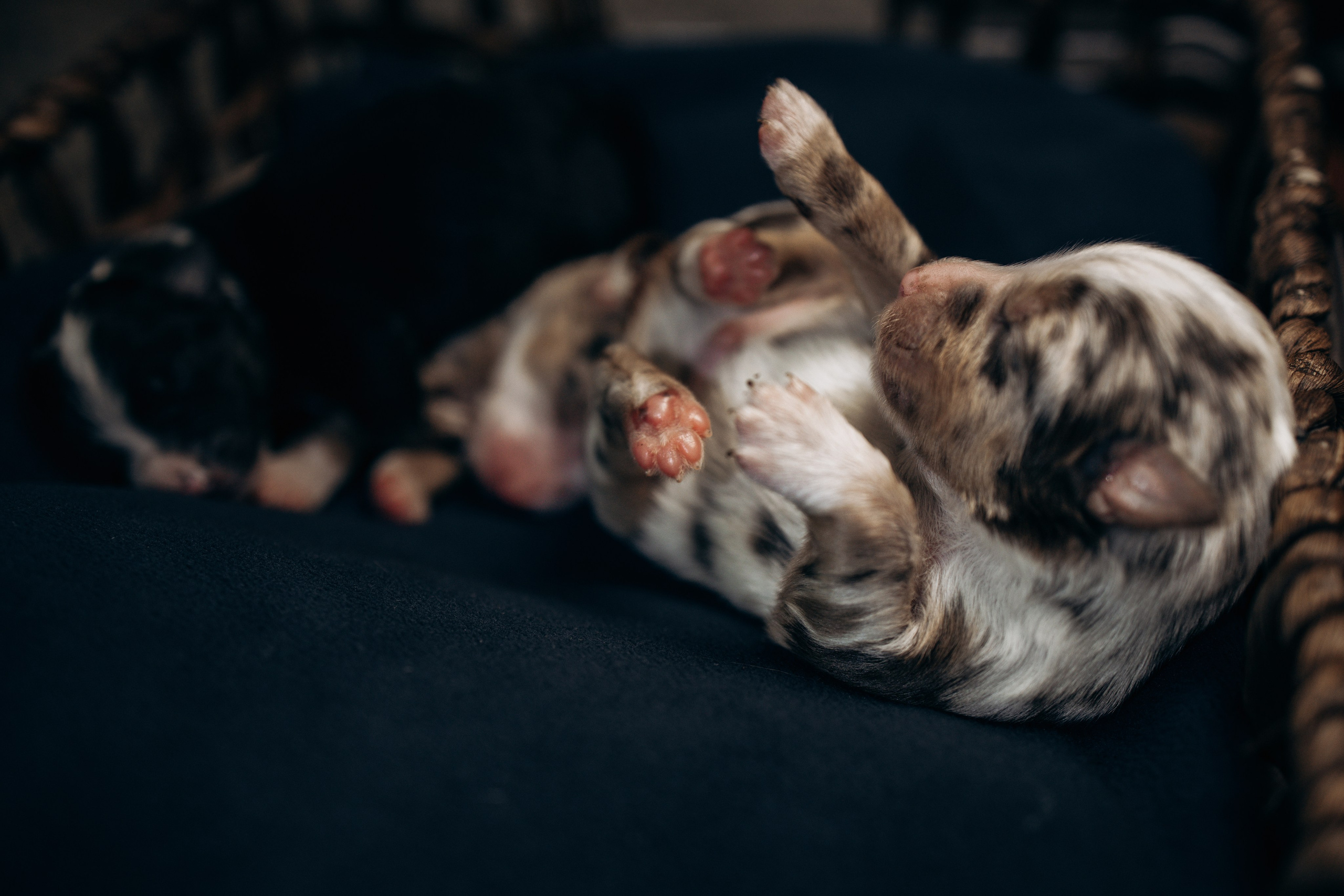 Tiny Aussies. Pet Photographer Viktoriya Aleshenko