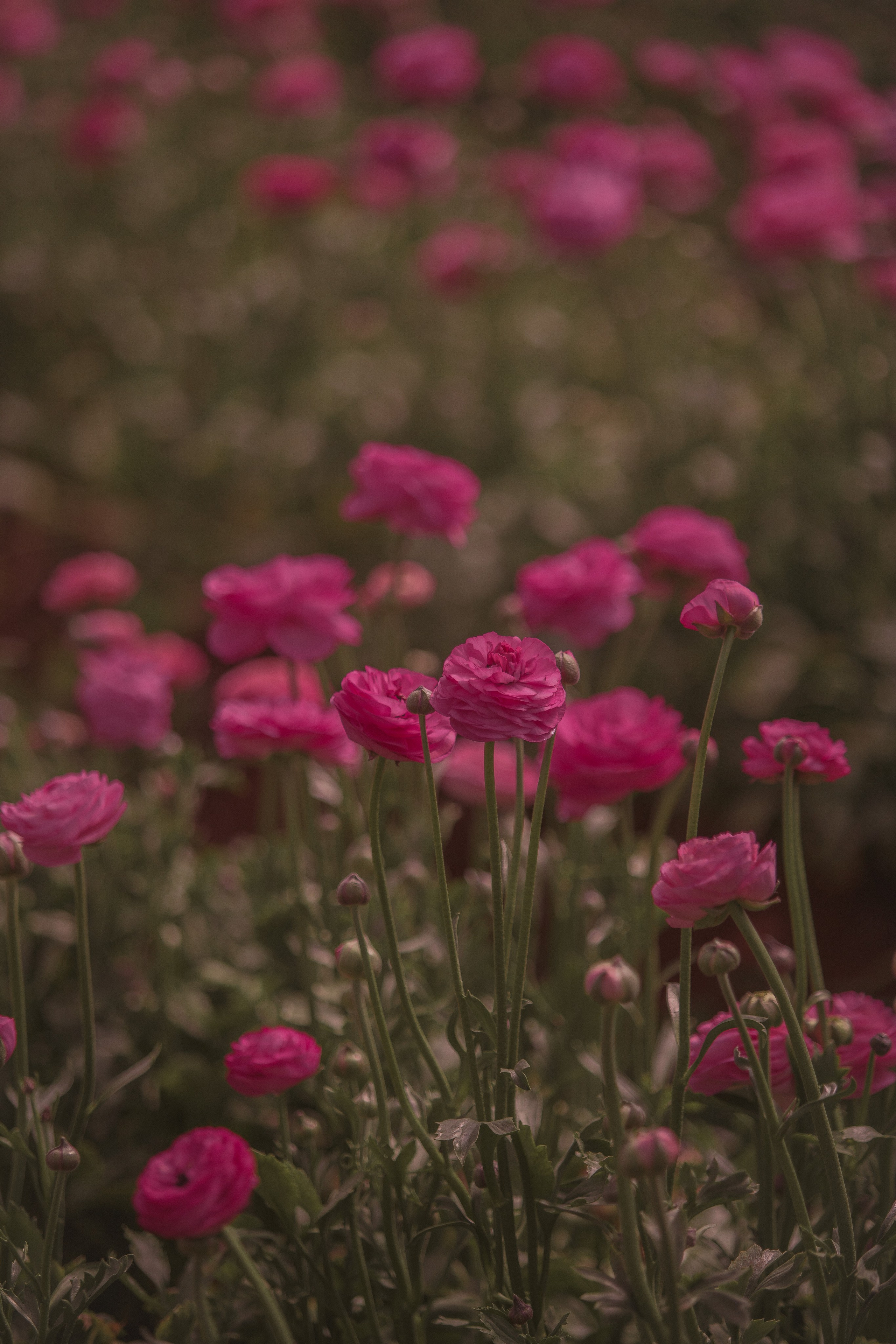 Цветы в Анталии. Цветочные плантации в Анталии. Фотосессия на цветочной плантации. Цветочные поля. Календарь цветения в Турции. Парники теплицы Турция Анталия. Цветы Анталия. Фотограф в Турции. Фотограф Анталия. Фотограф Анталья. Анталия. Анталья.Цветы ранункулист. Лютики.