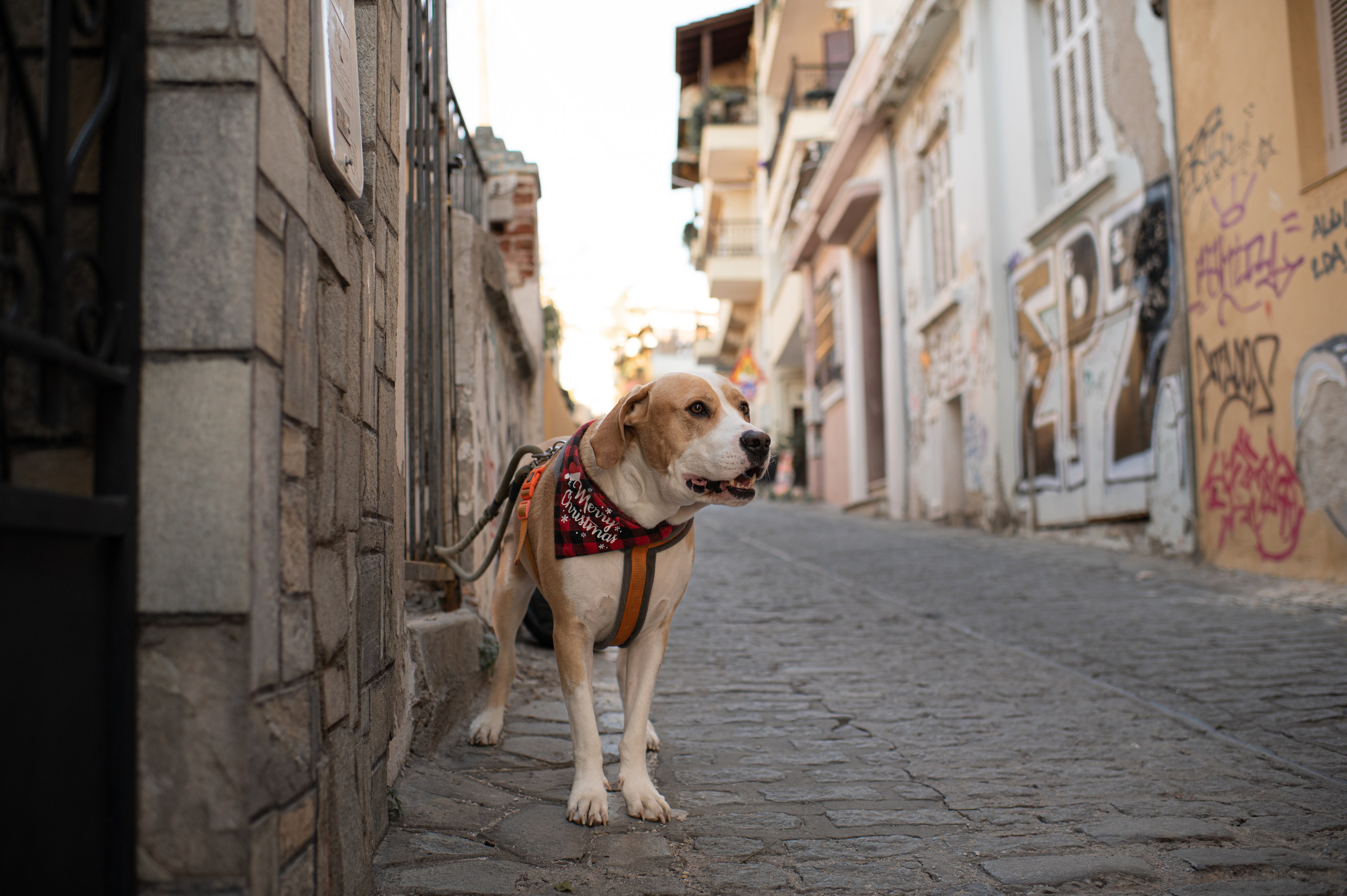 Around Old city. Family, children, portrait, and event photography in Thessaloniki