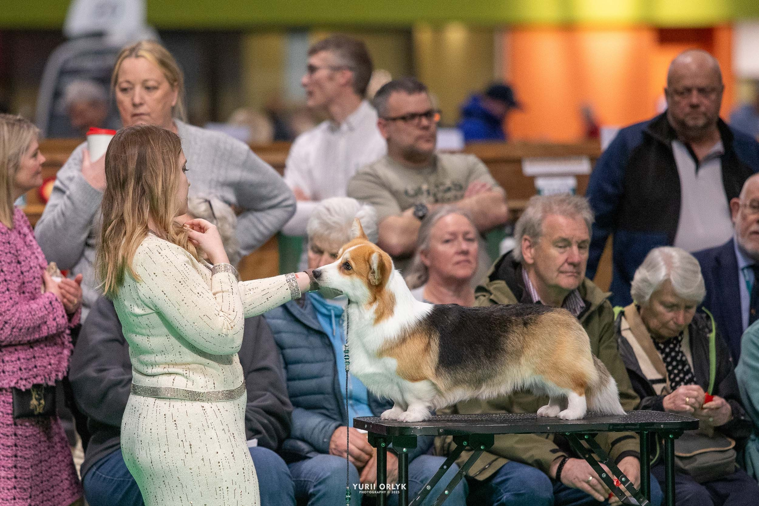 Dog Shows. Yurii Orlyk Photography
