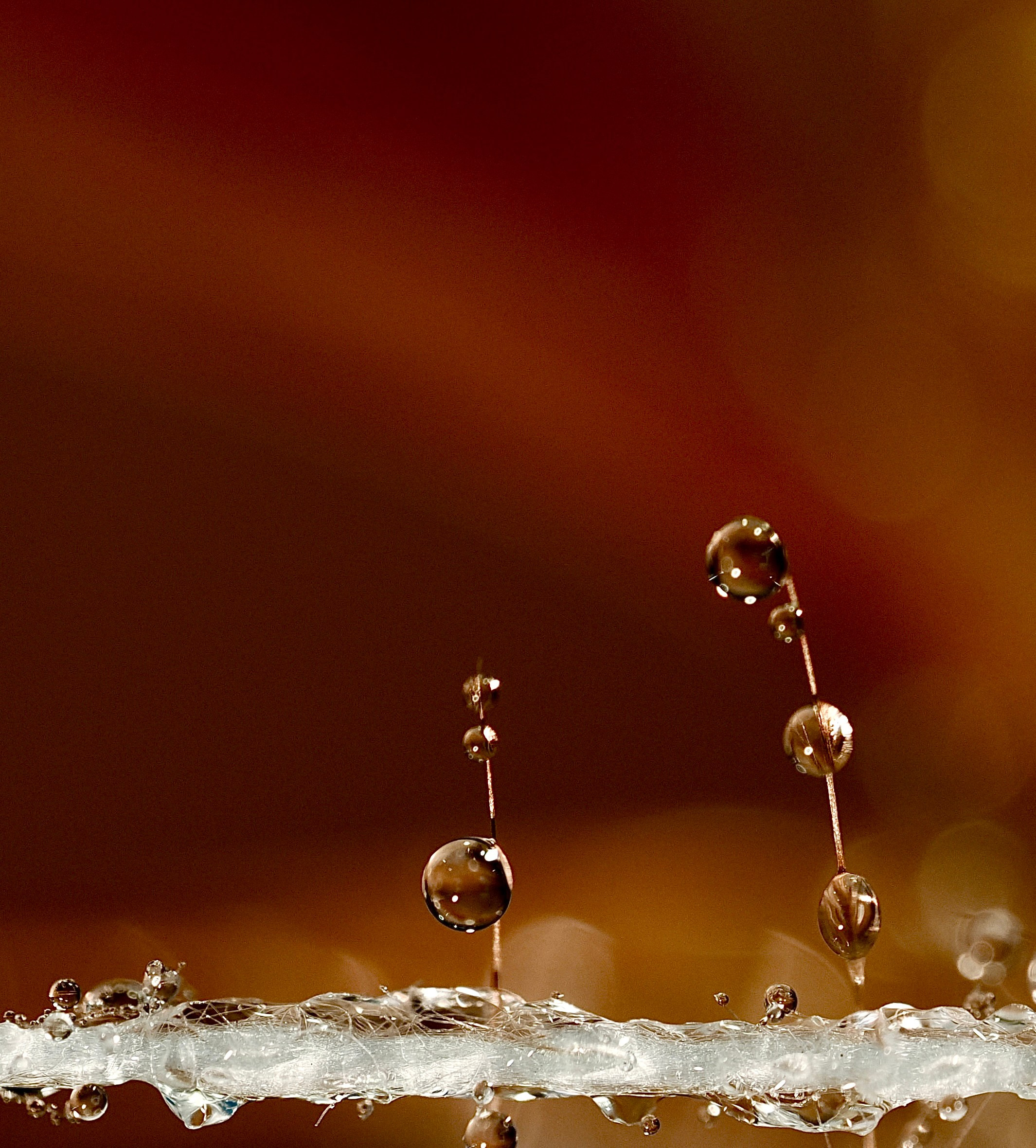 Portfolio. Bev bingham macro photographic artist