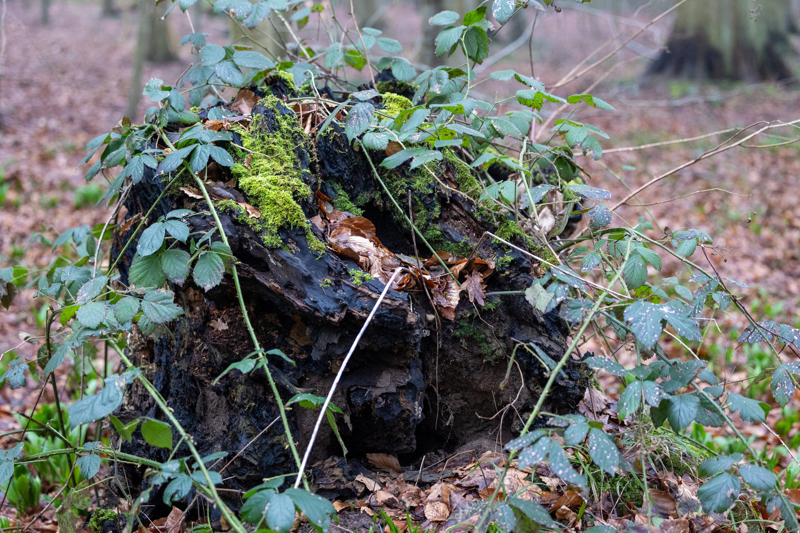 Forår. Fotograf Aarhus | Portrætfoto Århus | Flotte billeder