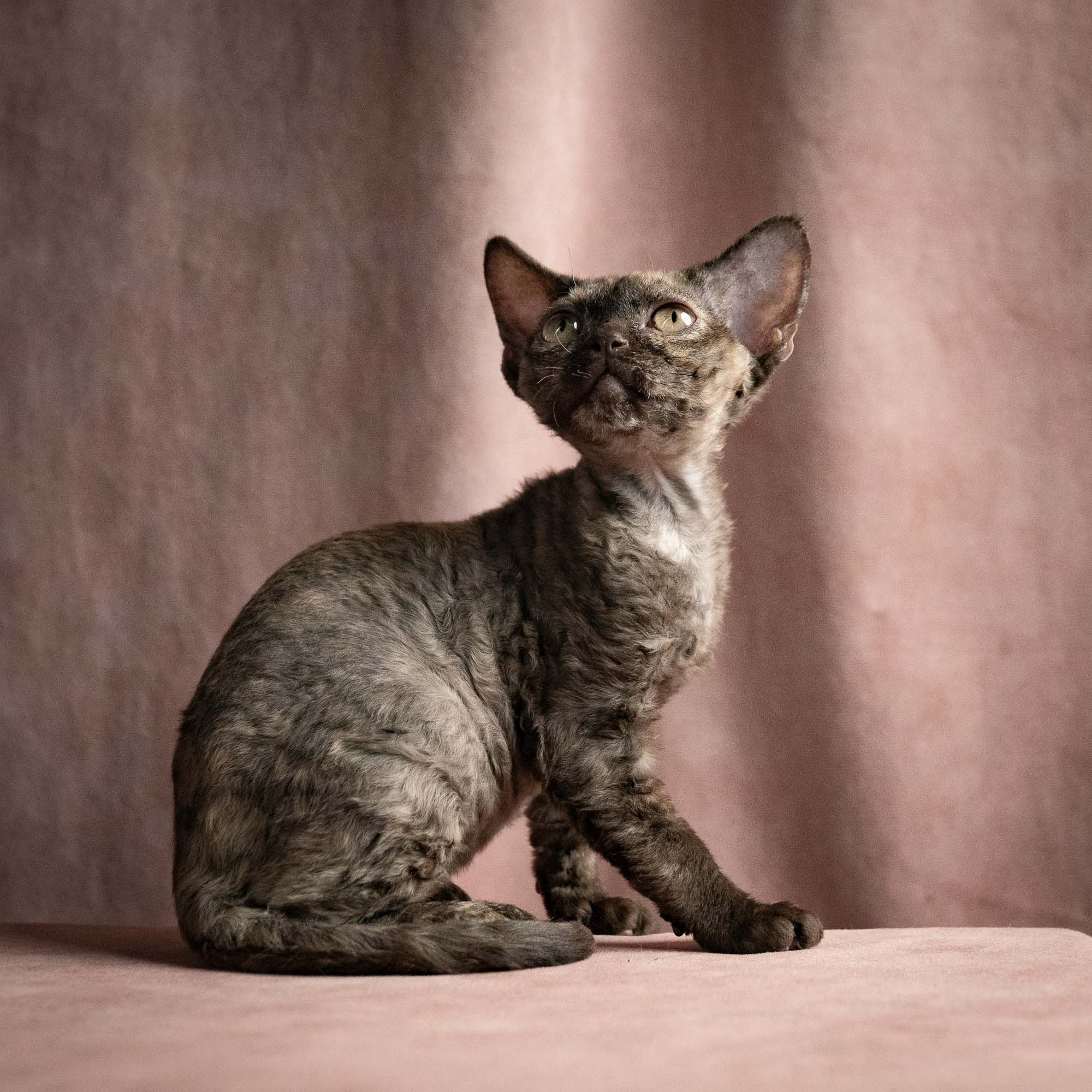 Olivia, girl, born 02.08.26. Devon Rex Pixie Cattery