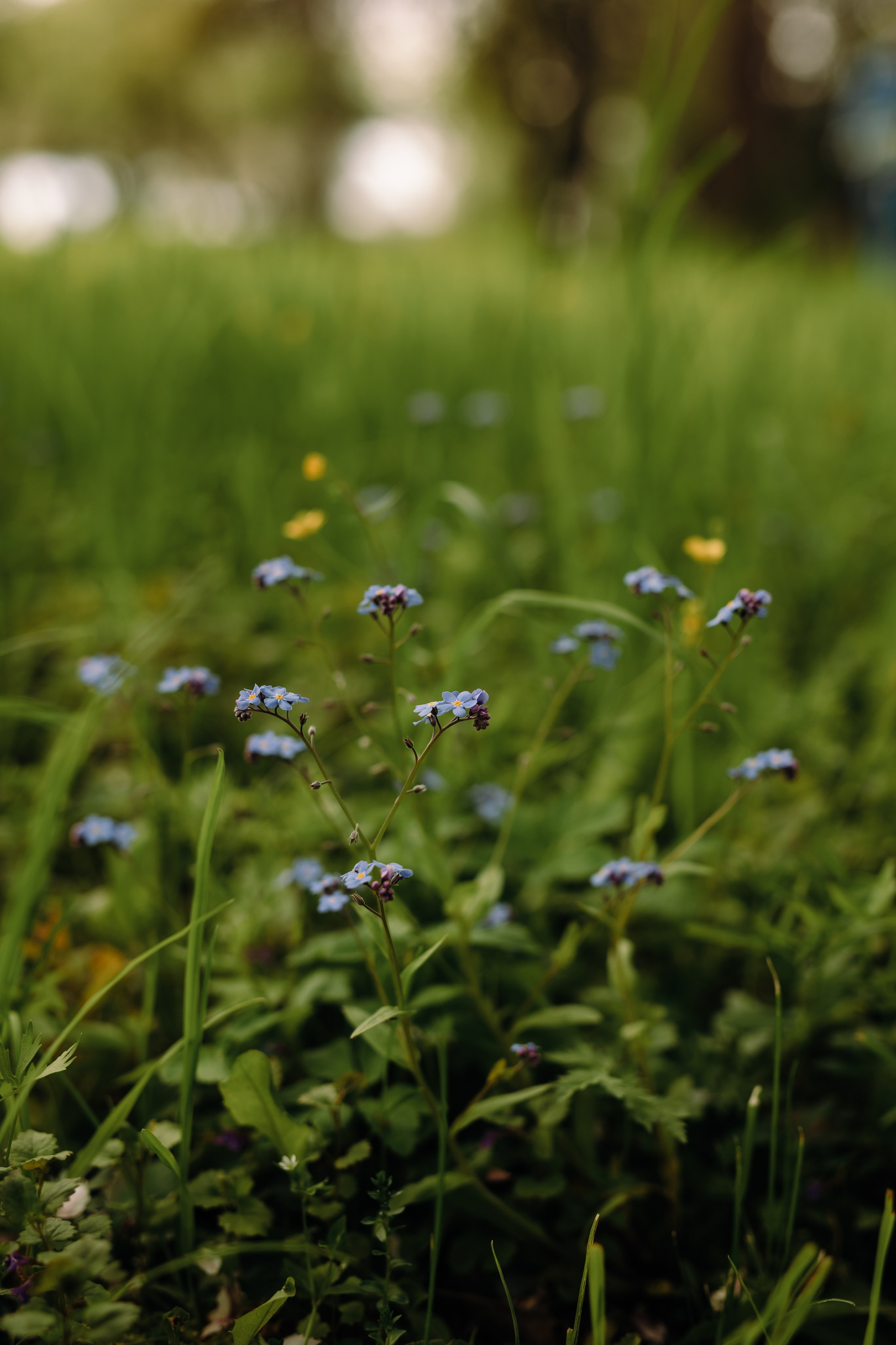Jana & Māris. Fotogrāfe Līga Vaidere
