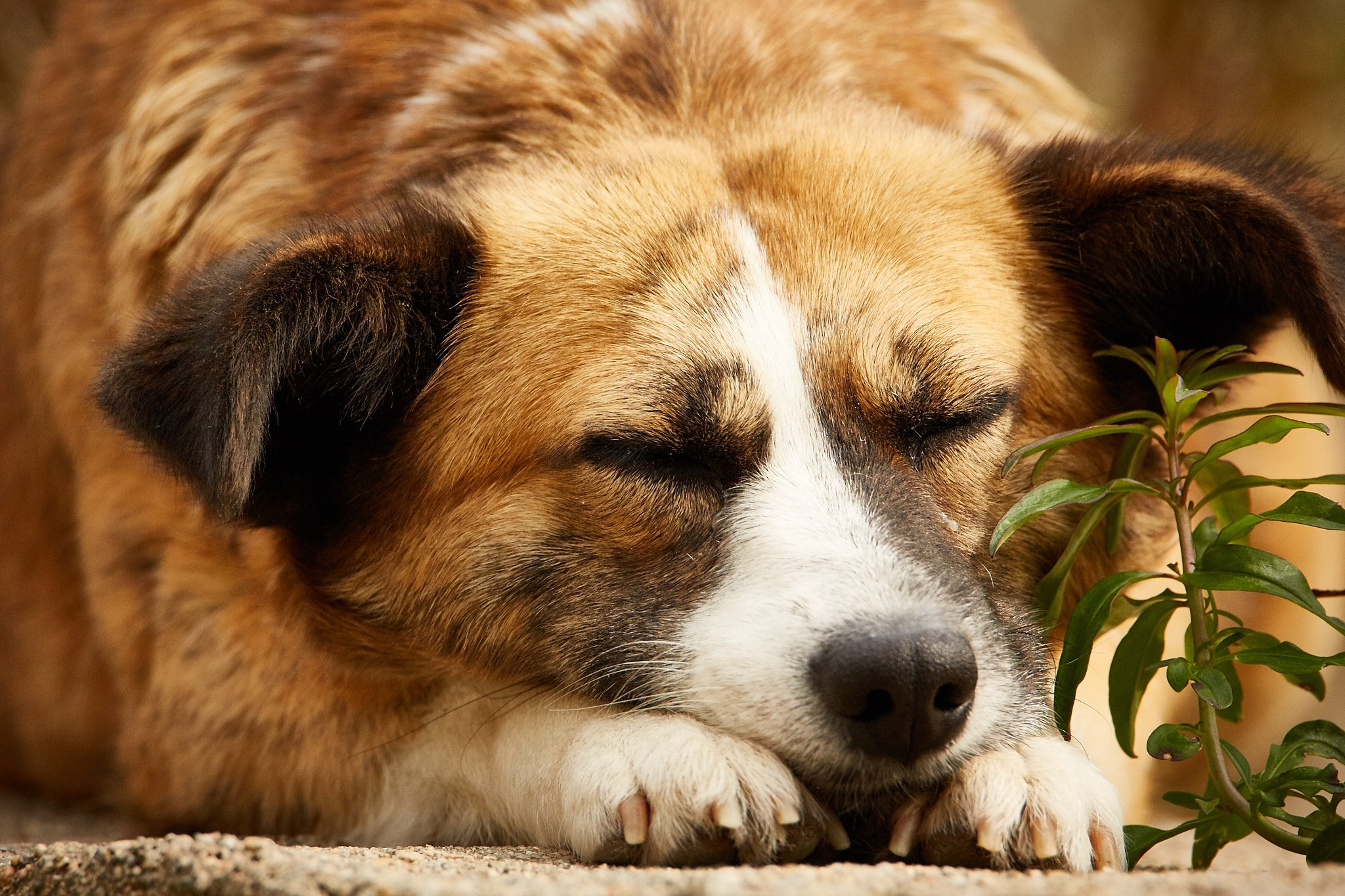 Câini. Pagina principală