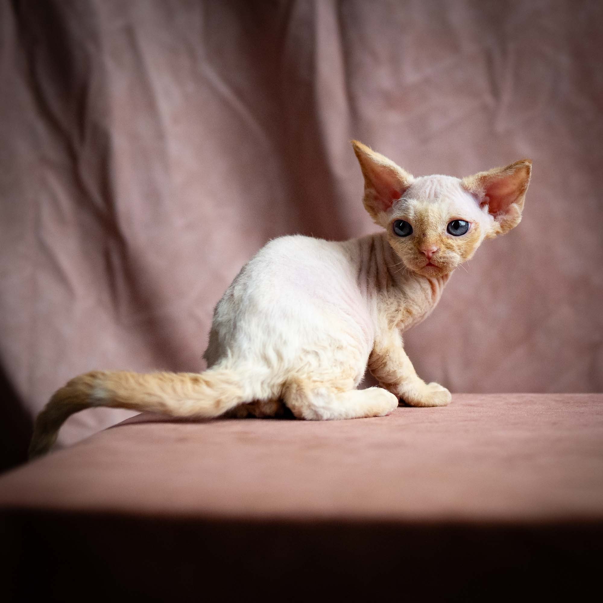 Rafael, boy, born 05.08.26. Devon Rex Pixie Cattery