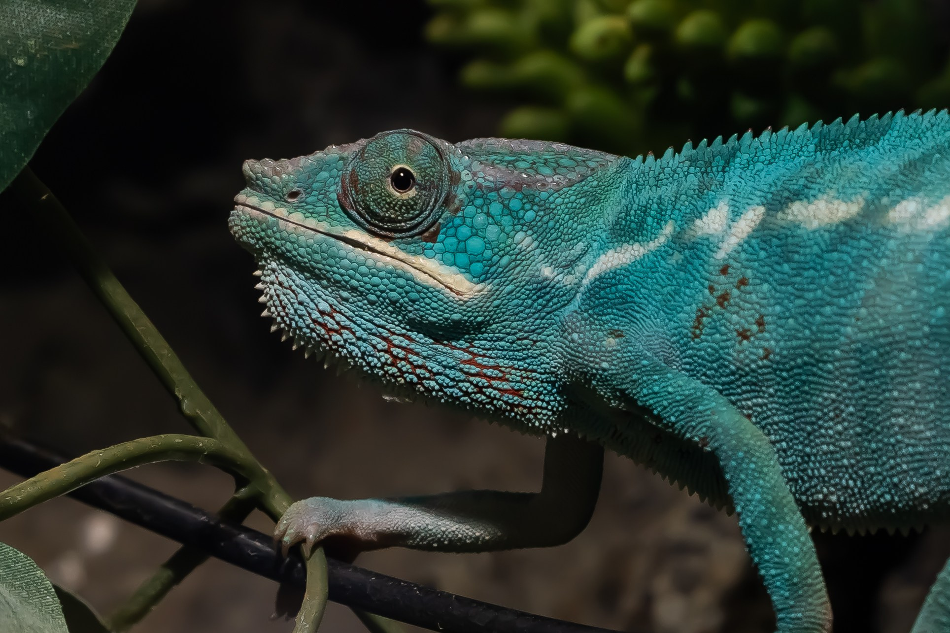Reptile. Bycristinaciobanu
