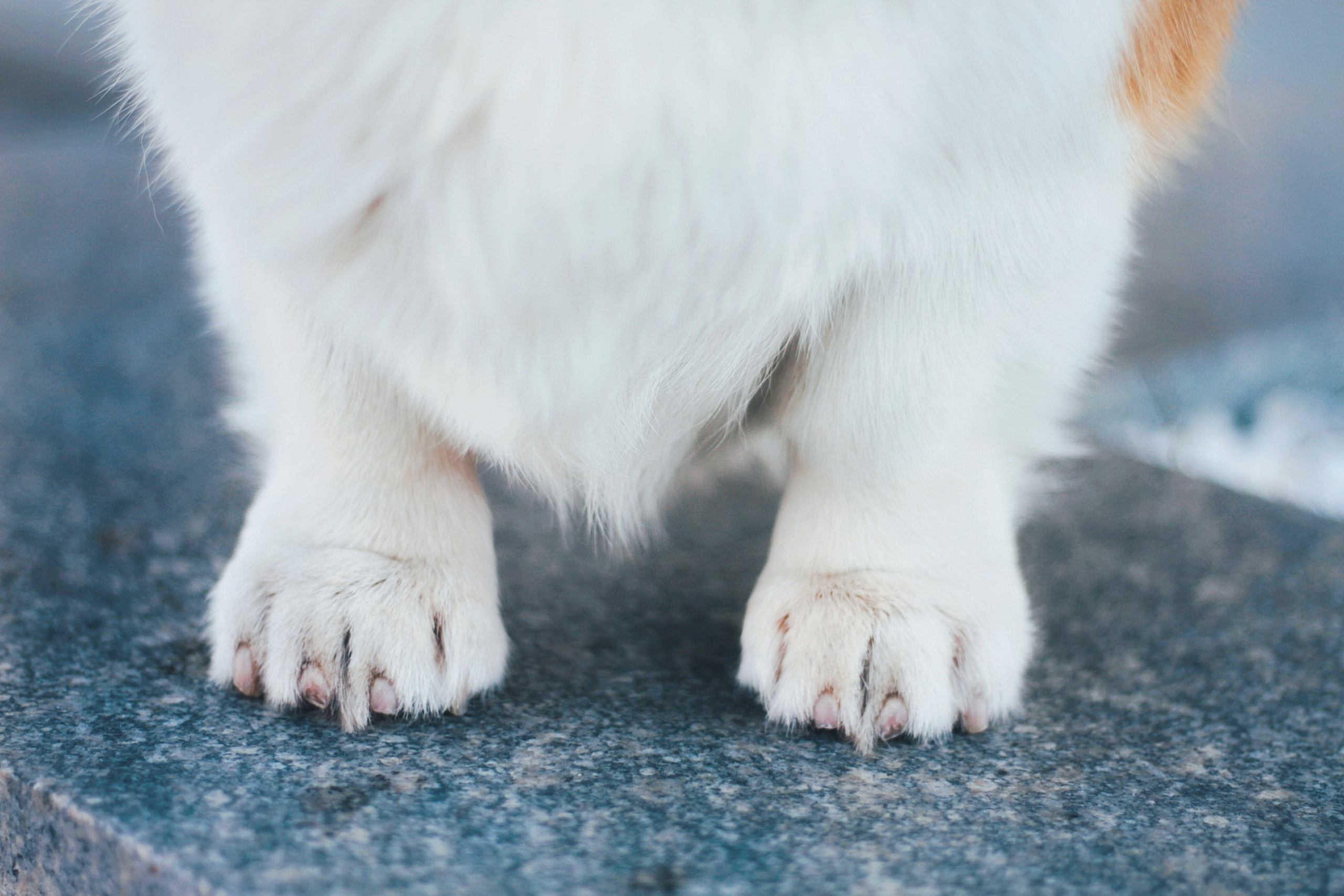 Порт анімал общ. Репортажний фотограф/анімаліст КИЇВ