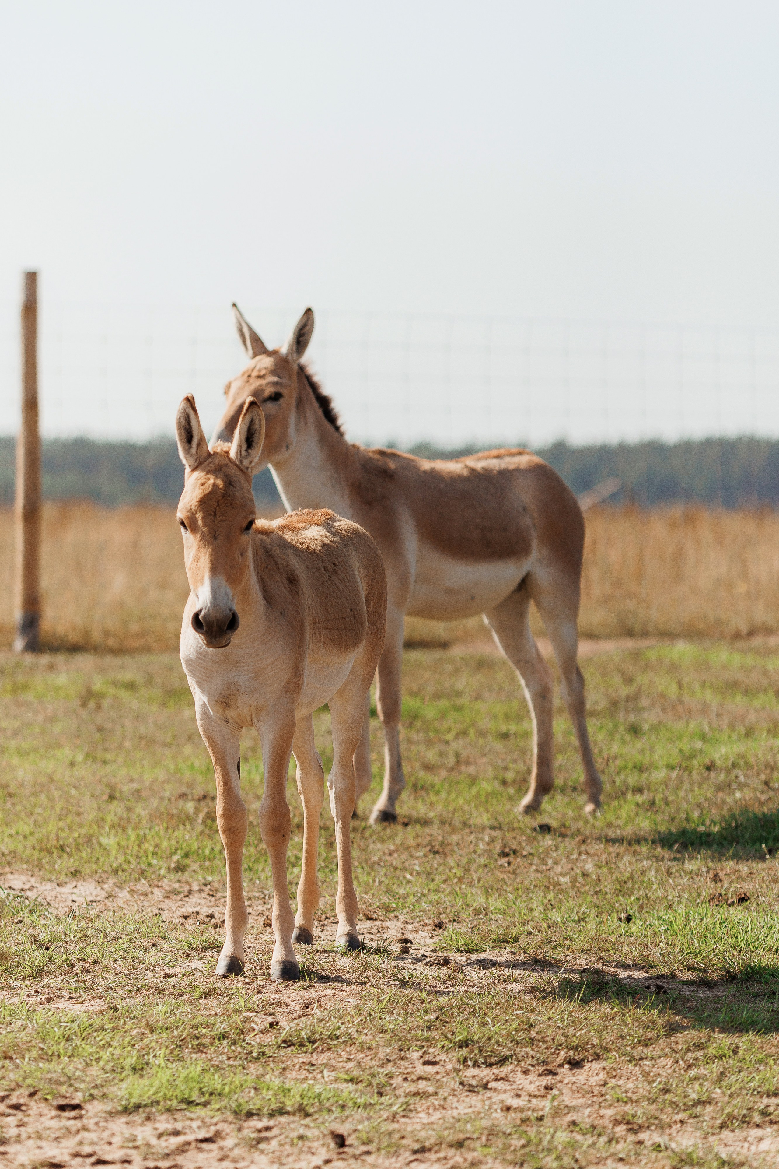 Екопарк Аміла. Ірина Терещук