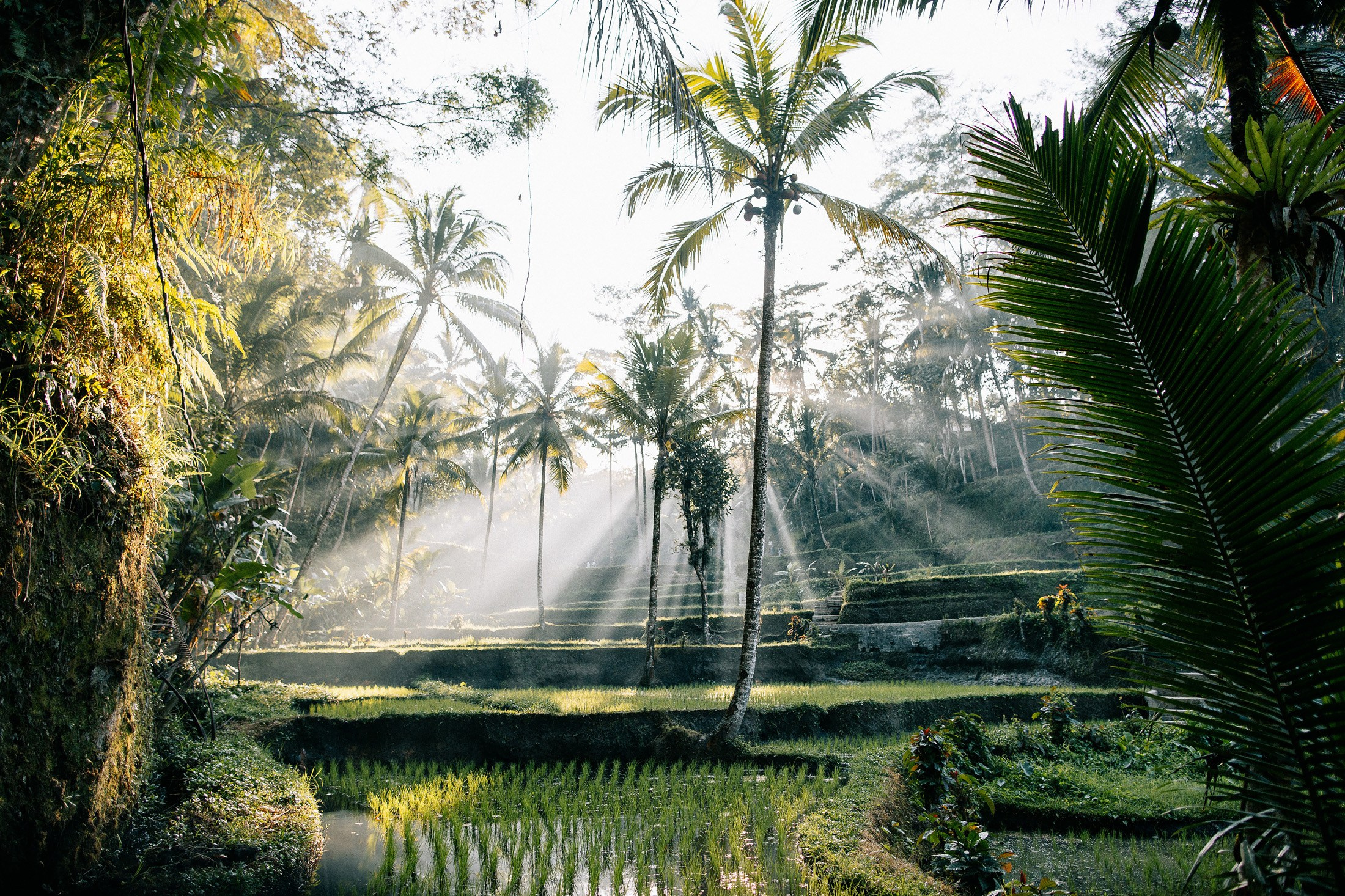Rice terraces + waterfall. Getitfeel — Aesthetic Photography and Videography