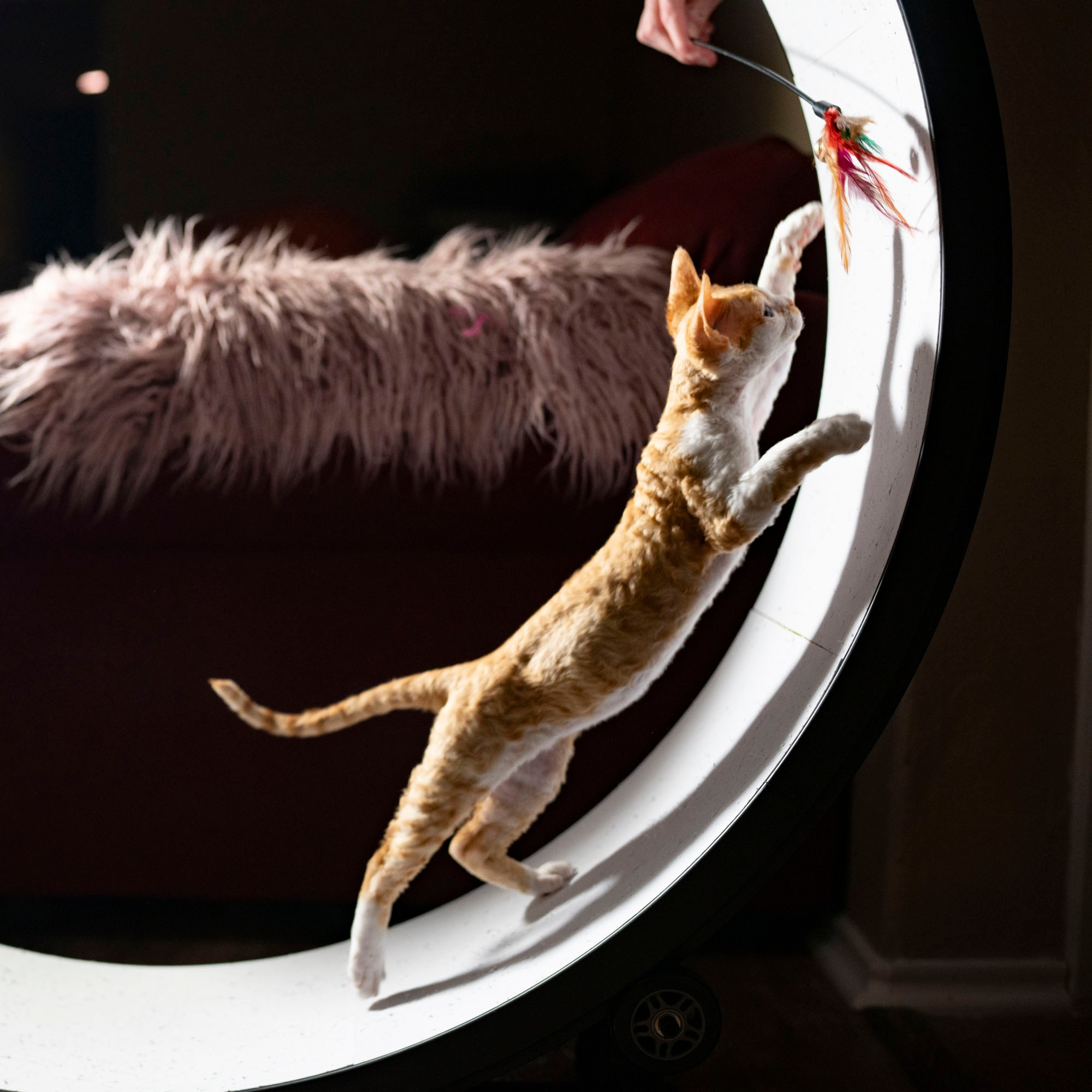 Buster, Boy, born on 29.07.23, SOLD. Devon Rex Pixie Cattery