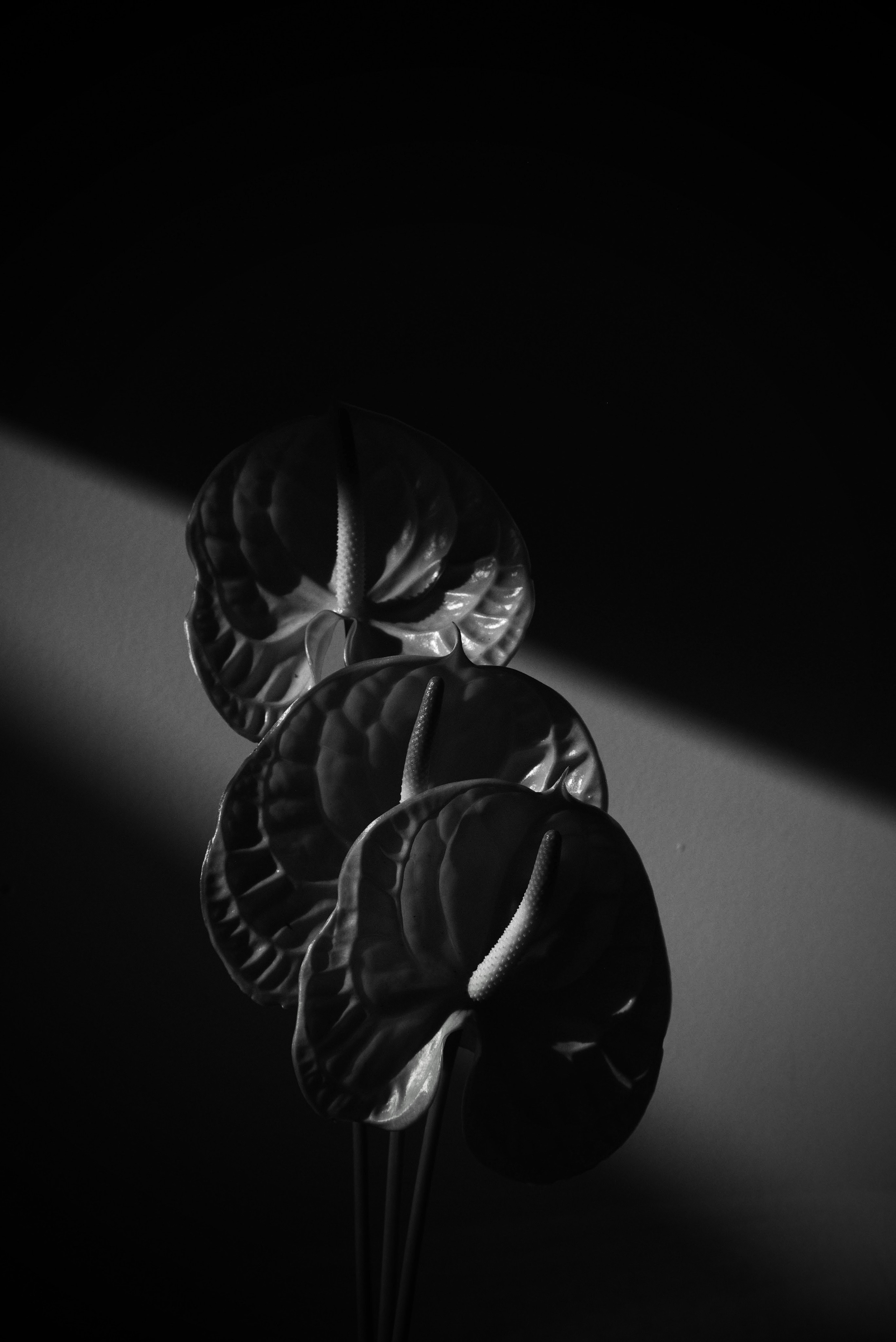 Art. Photographe à Rennes/Bruz