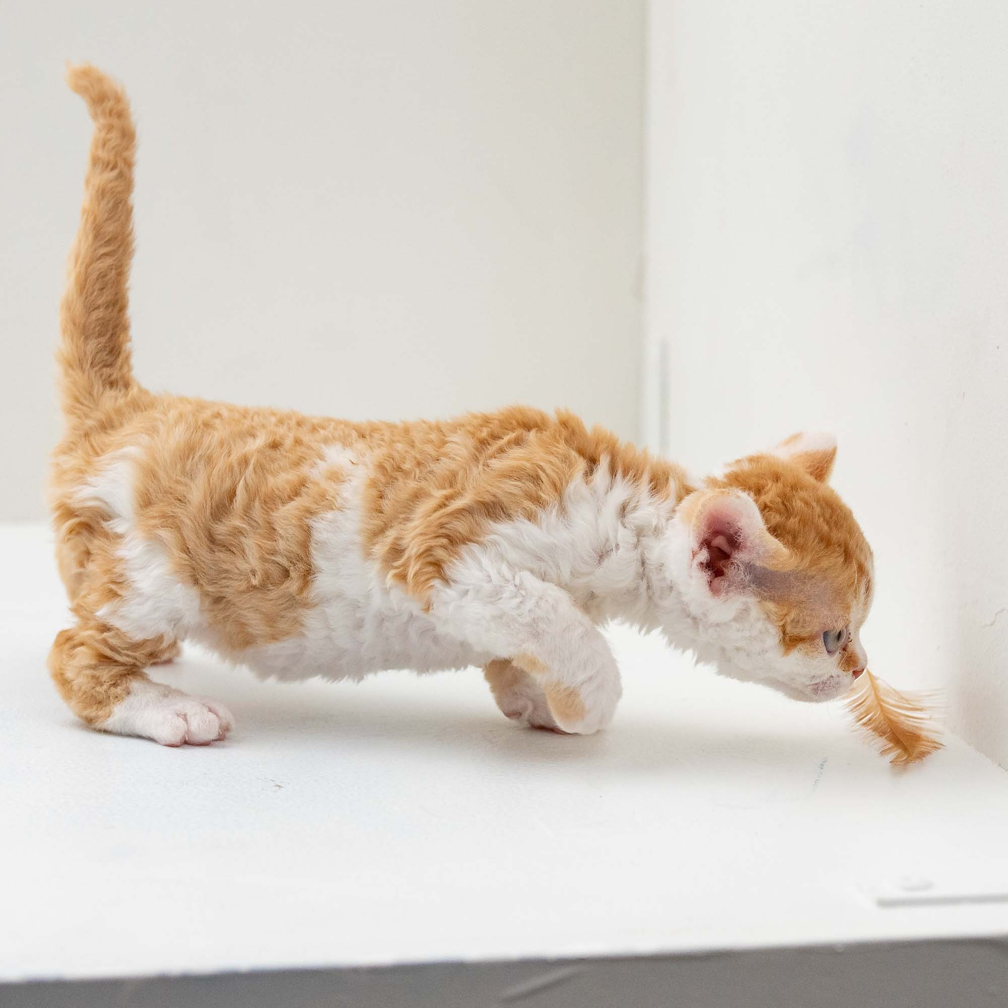 Gary,  boy, born on 01.18.25. Devon Rex Pixie Cattery