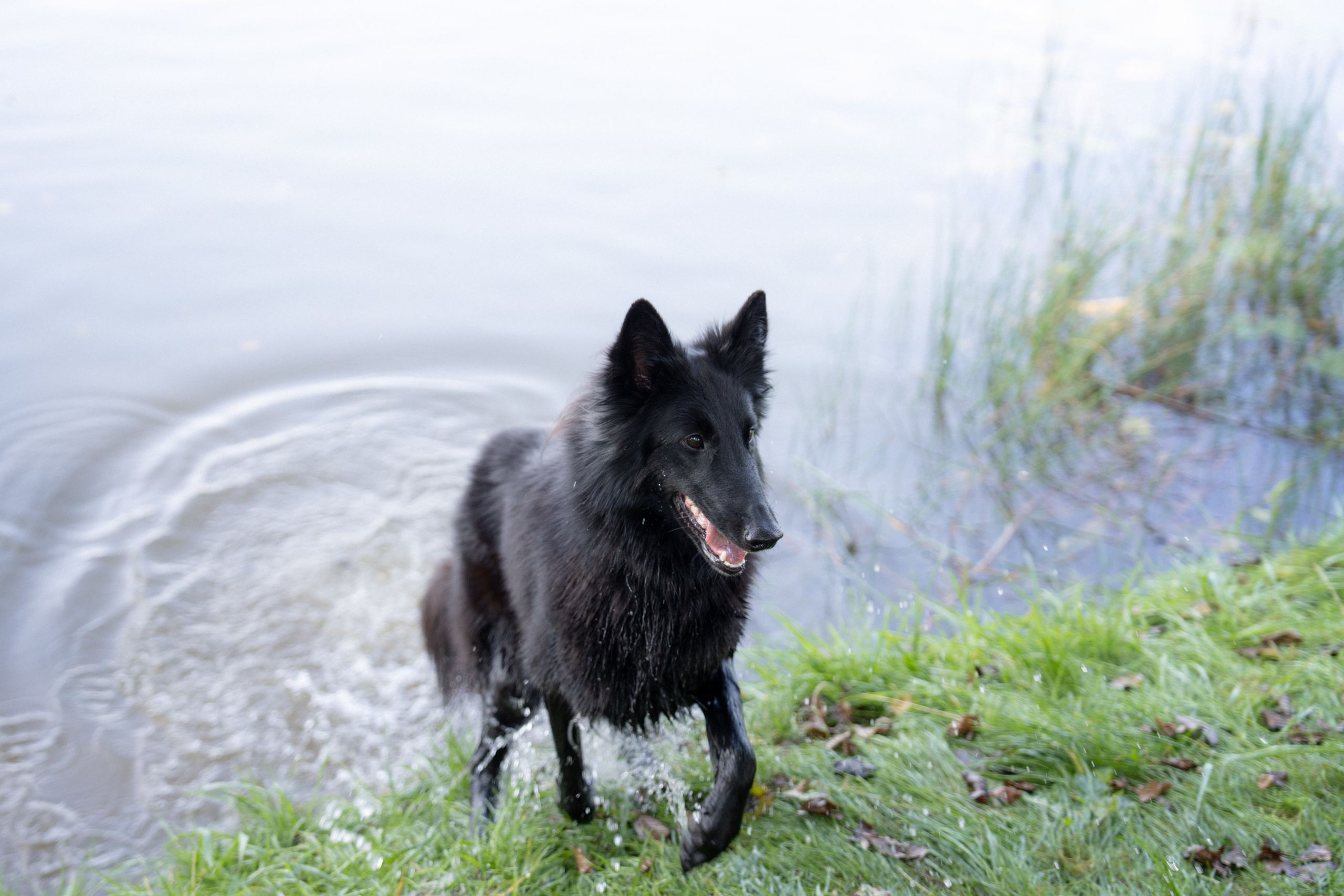 Heppi Dogo fest 2025. Vita Klimaševska ○ Fluffy Soulmate Photography
