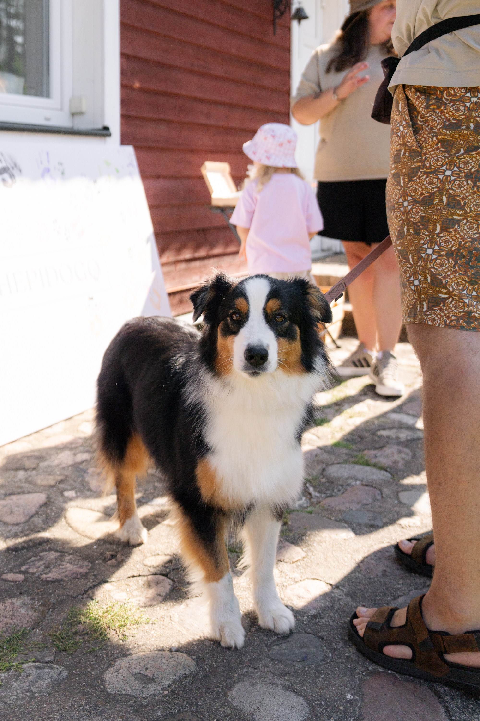 Heppi Dogo fest 2025. Vita Klimaševska ○ Fluffy Soulmate Photography