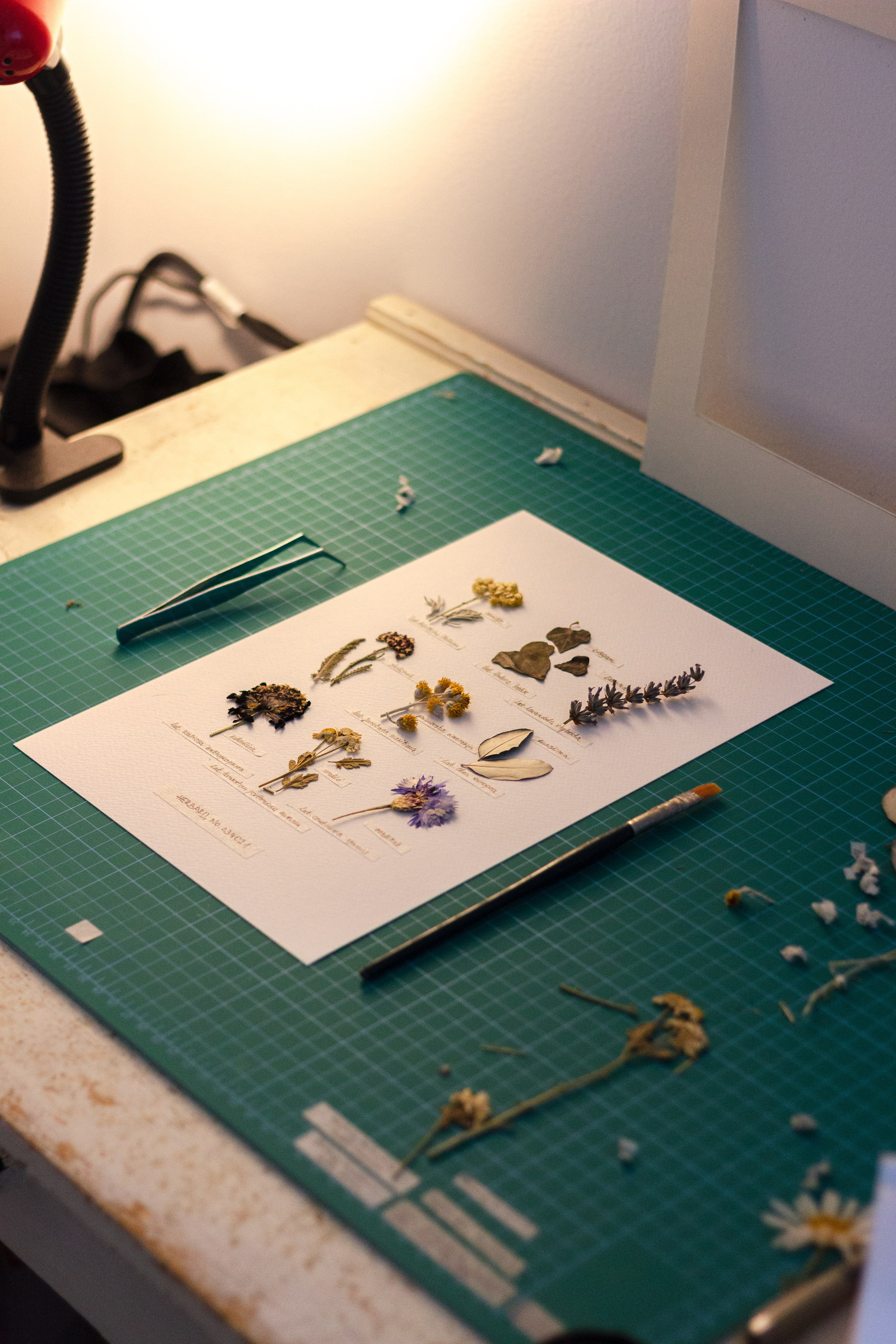 Portfolio. Herbarij studio