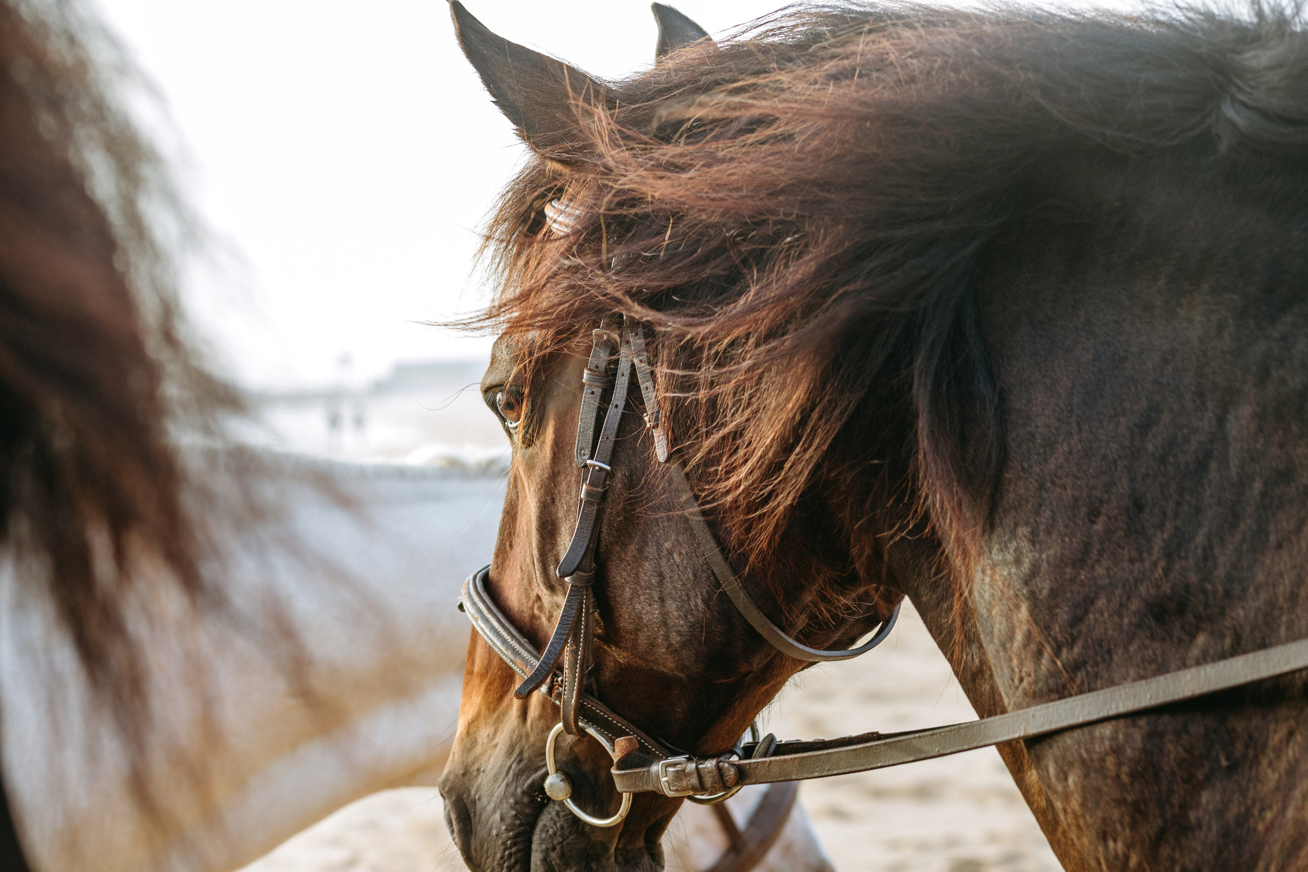 Marlene & Tiago com filhos. Passeios a Cavalo na Praia Peniche | Eco Salgados Agroturismo
