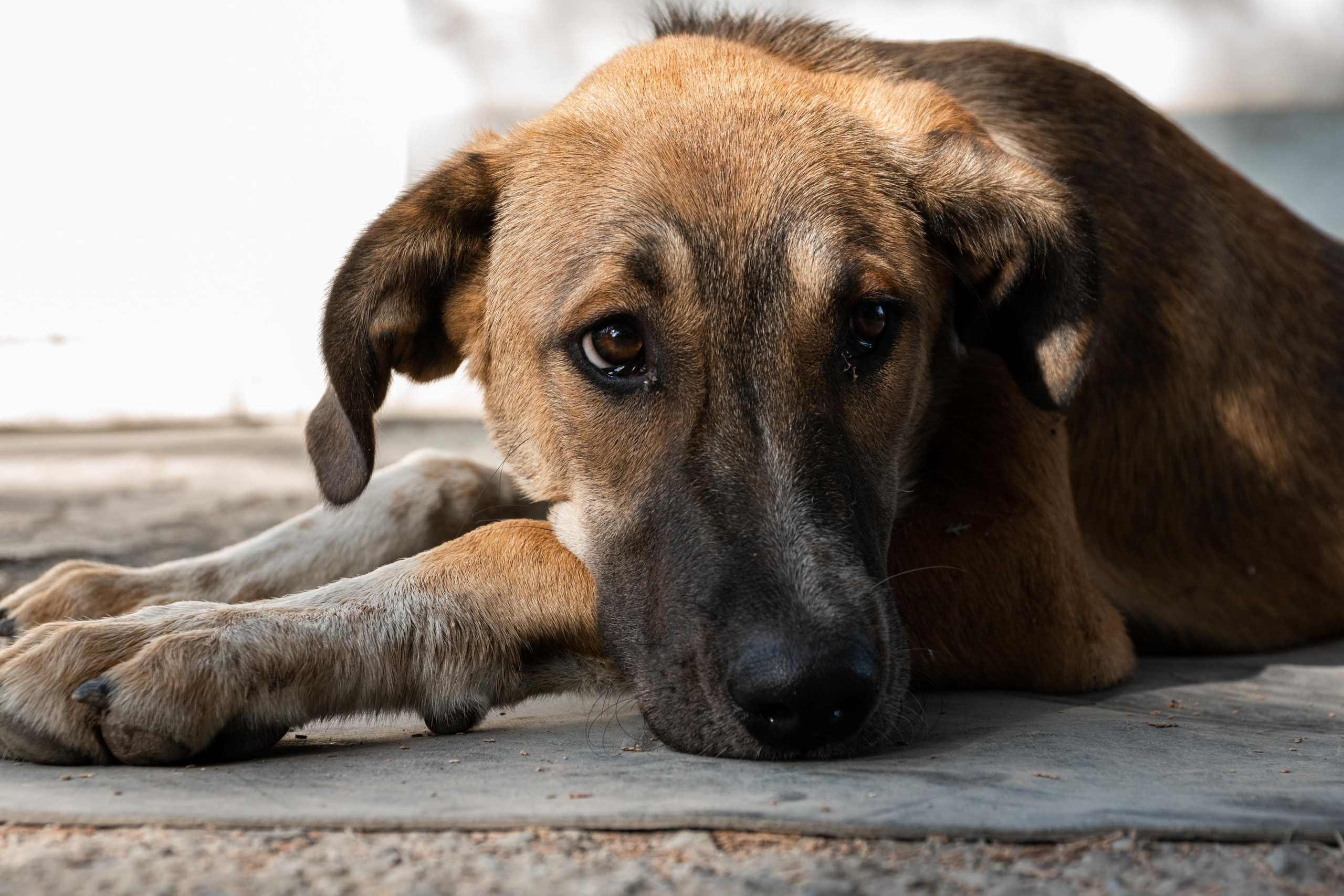 SIGMA 17-70mm F/2.8-4 DC HSM. Фотограф Григорий Кравец