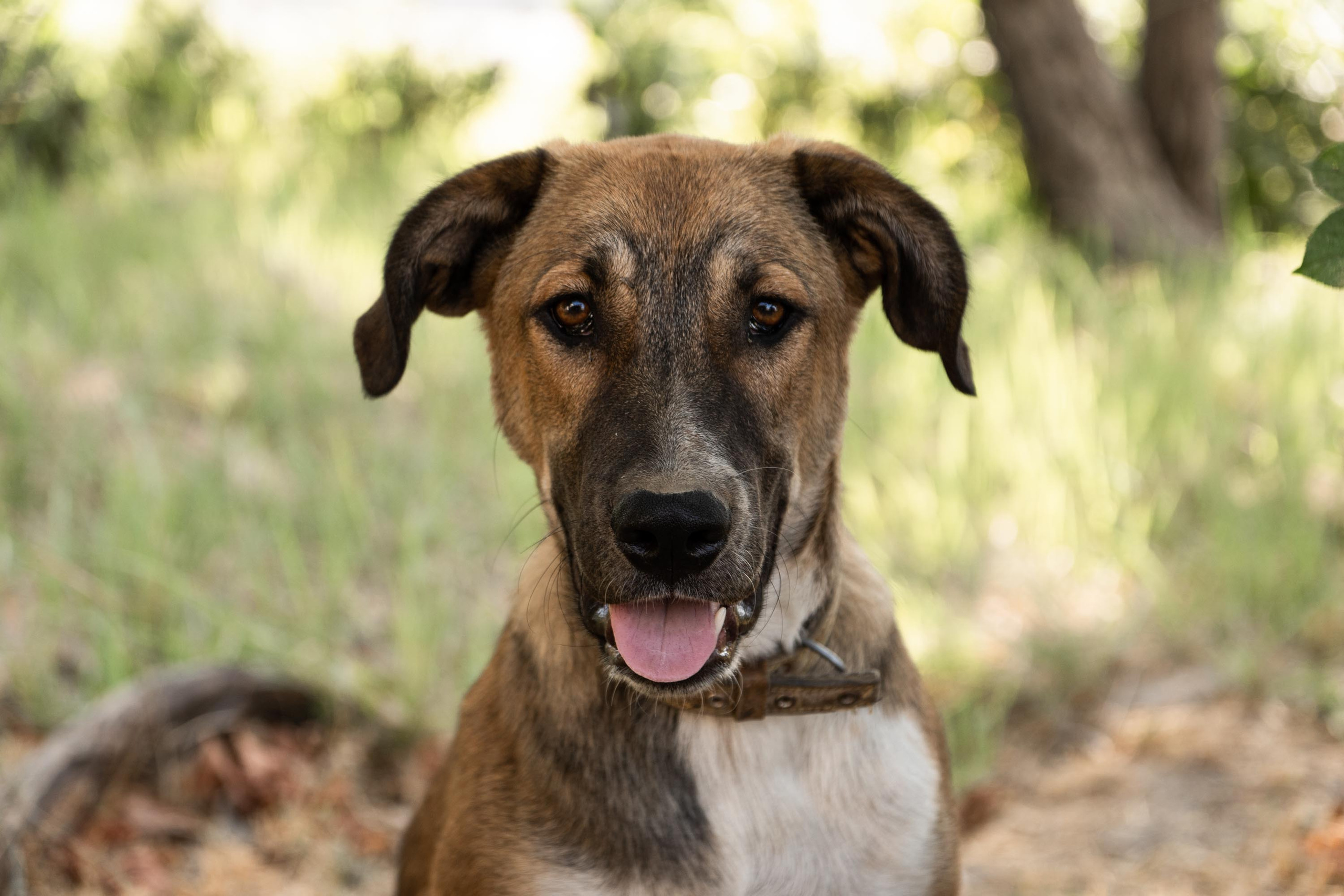 SIGMA 17-70mm F/2.8-4 DC HSM. Фотограф Григорий Кравец