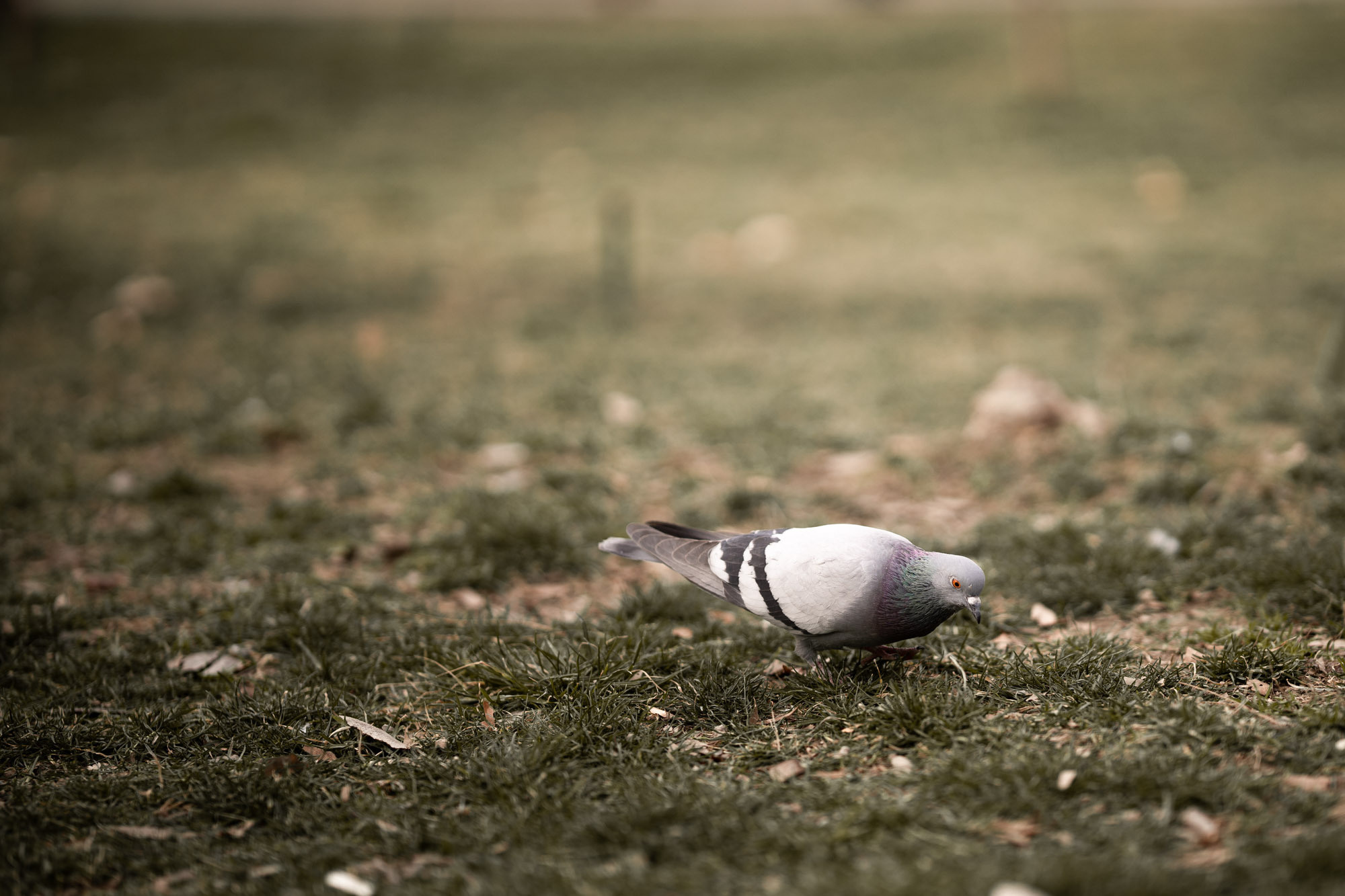 SIGMA 85 mm F/1.4 для камер Sony E-mount. Фотограф Григорий Кравец