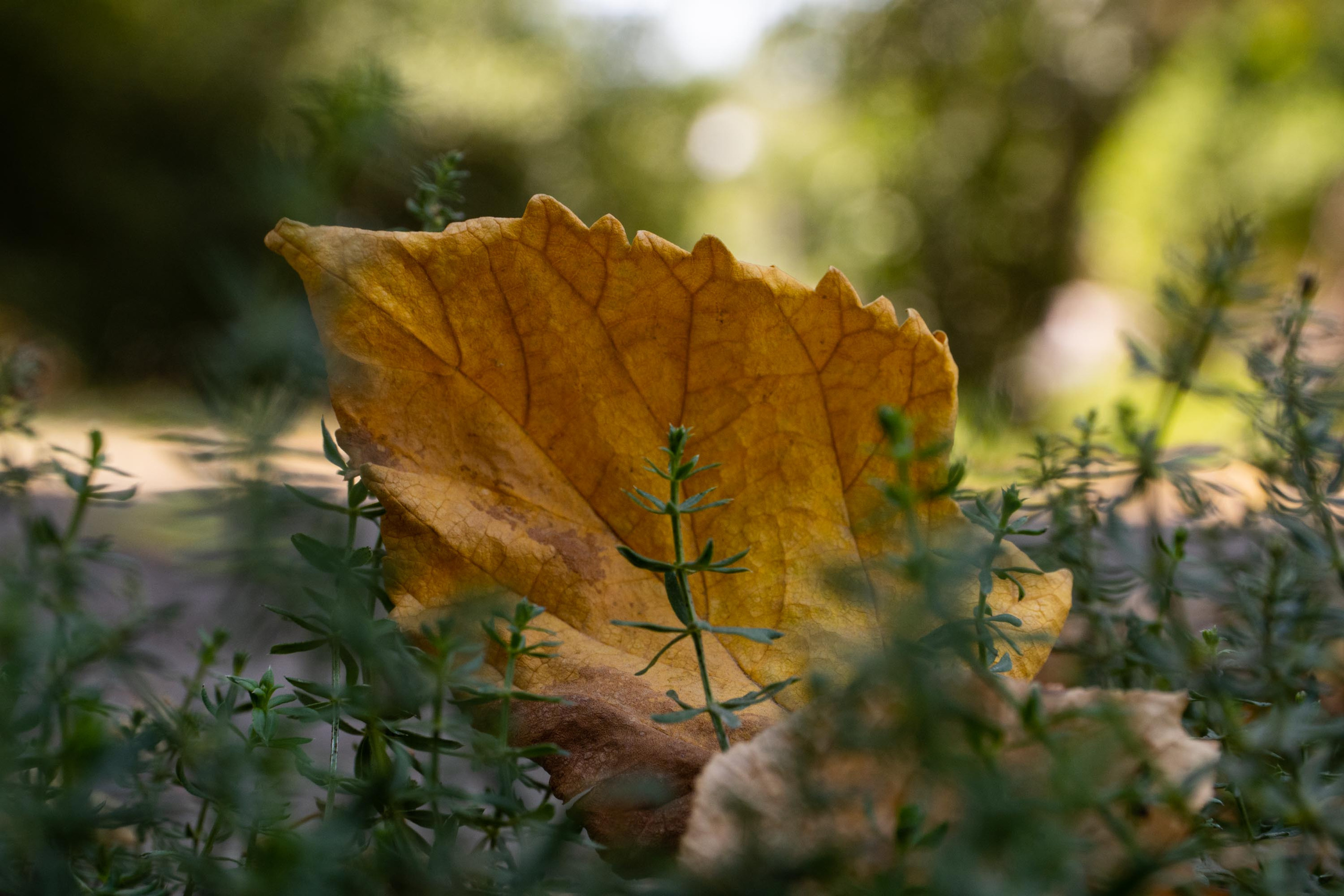 SIGMA 17-70mm F/2.8-4 DC HSM. Фотограф Григорий Кравец