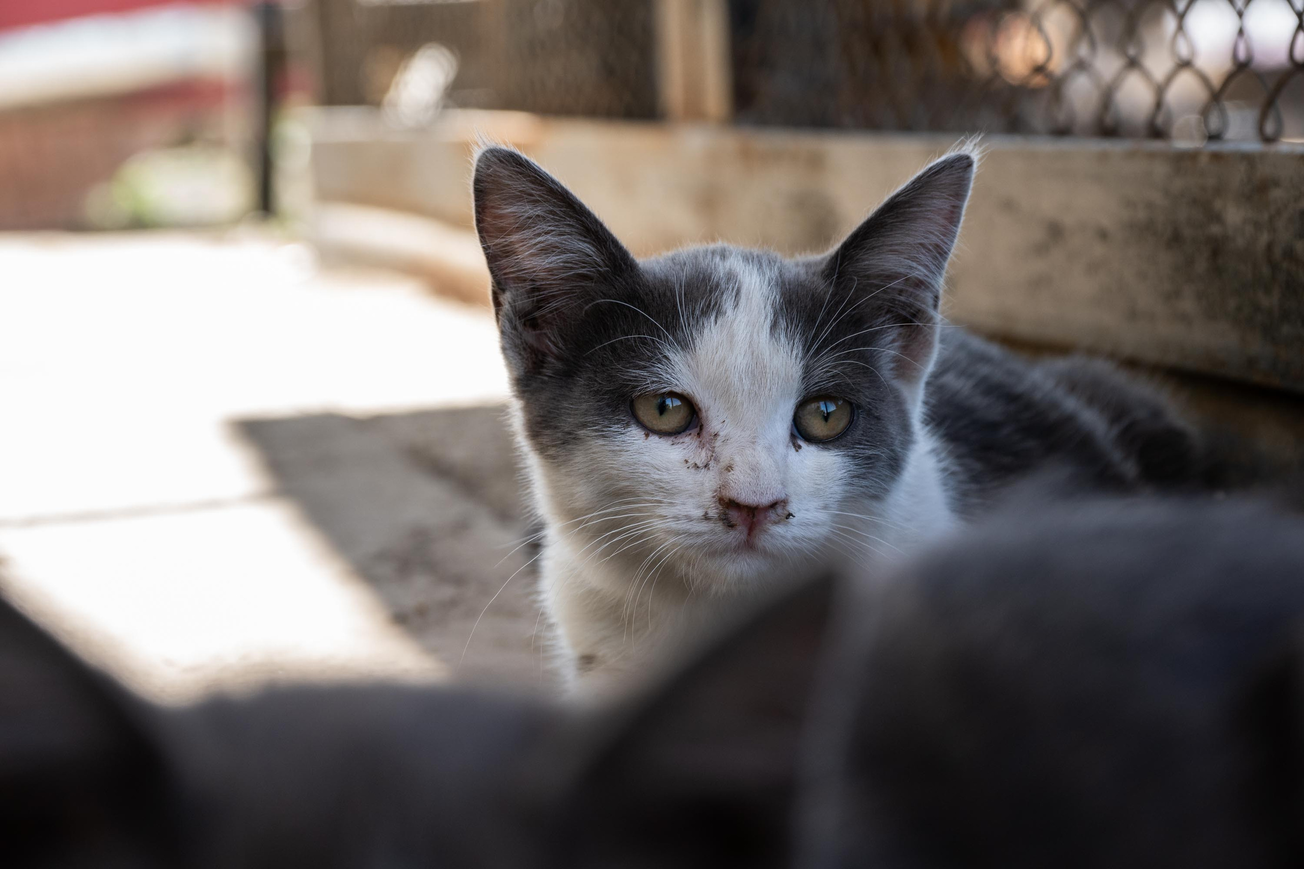 SIGMA 17-70mm F/2.8-4 DC HSM. Фотограф Григорий Кравец