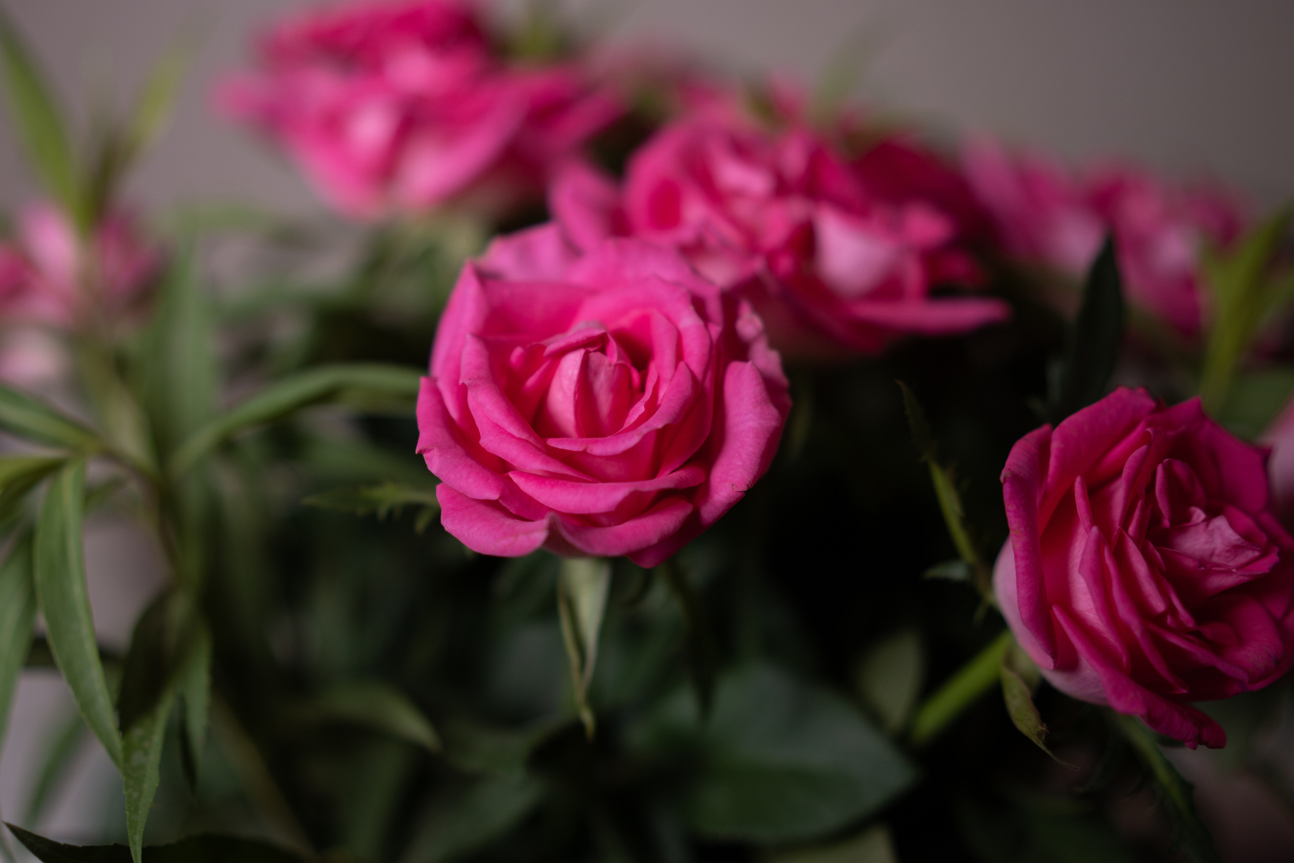 SIGMA 35 mm F1.4 Art (Sony-E). Фотограф Григорий Кравец