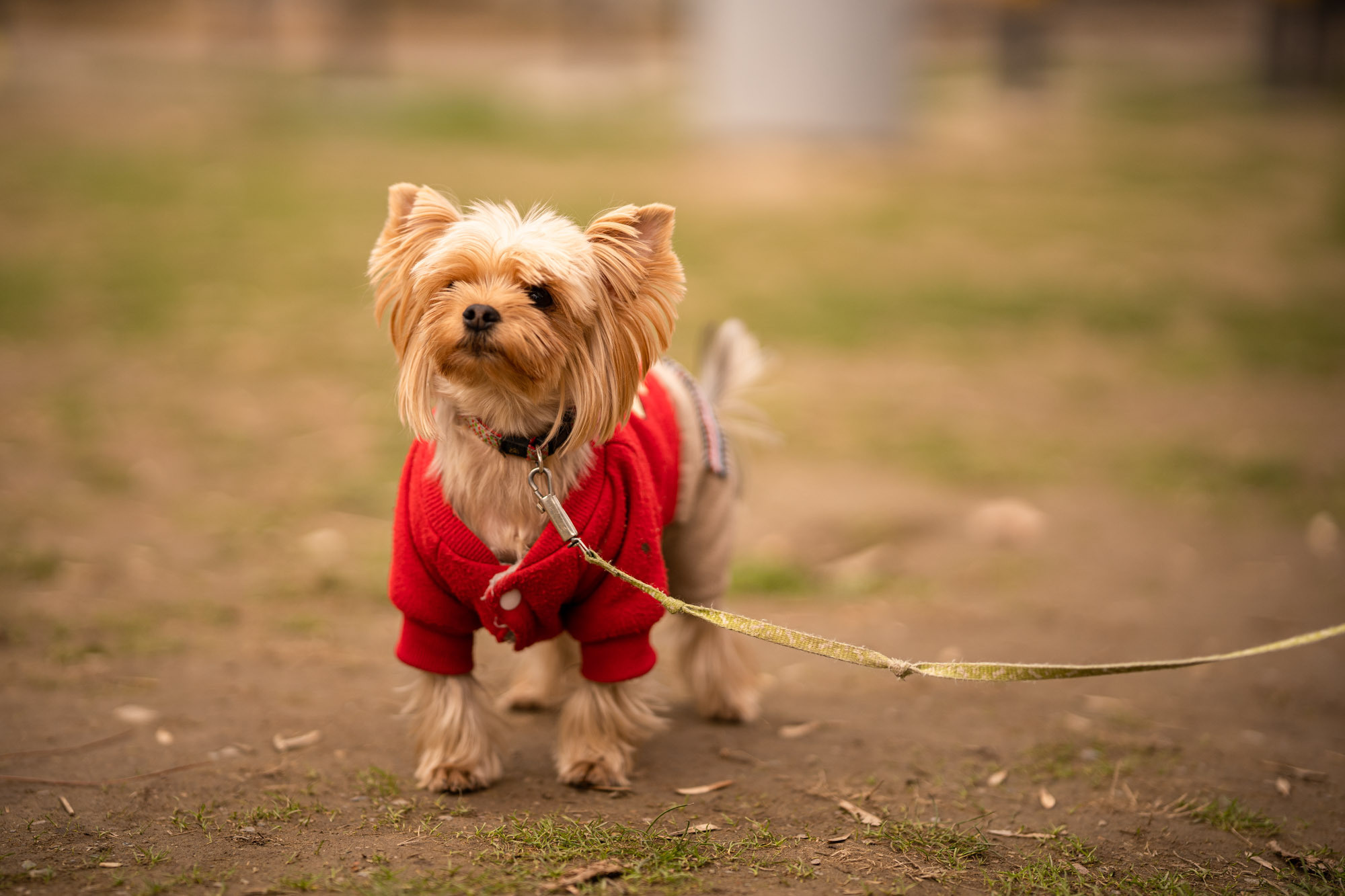 SIGMA 85 mm F/1.4 для камер Sony E-mount. Фотограф Григорий Кравец