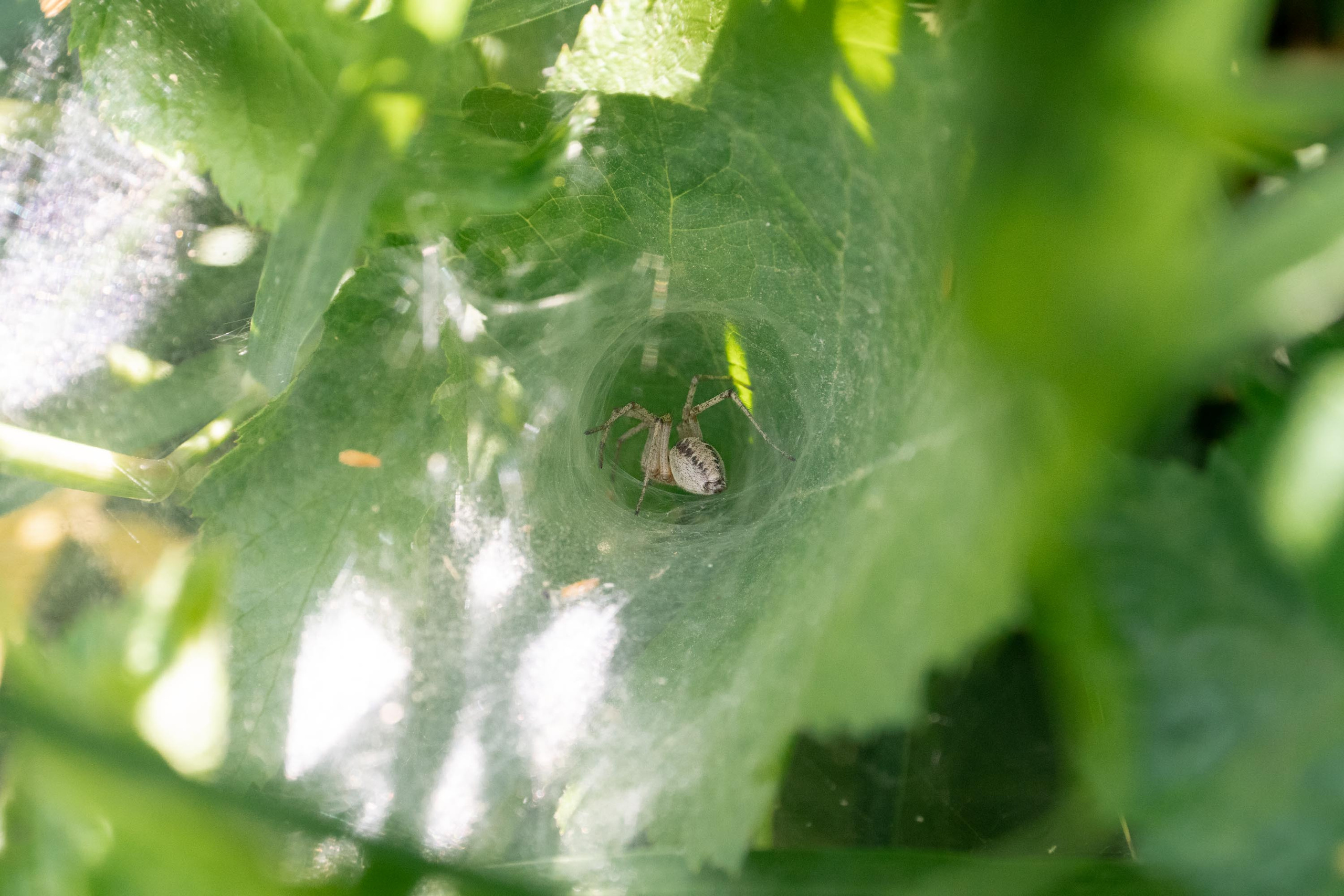 SIGMA 17-70mm F/2.8-4 DC HSM. Фотограф Григорий Кравец