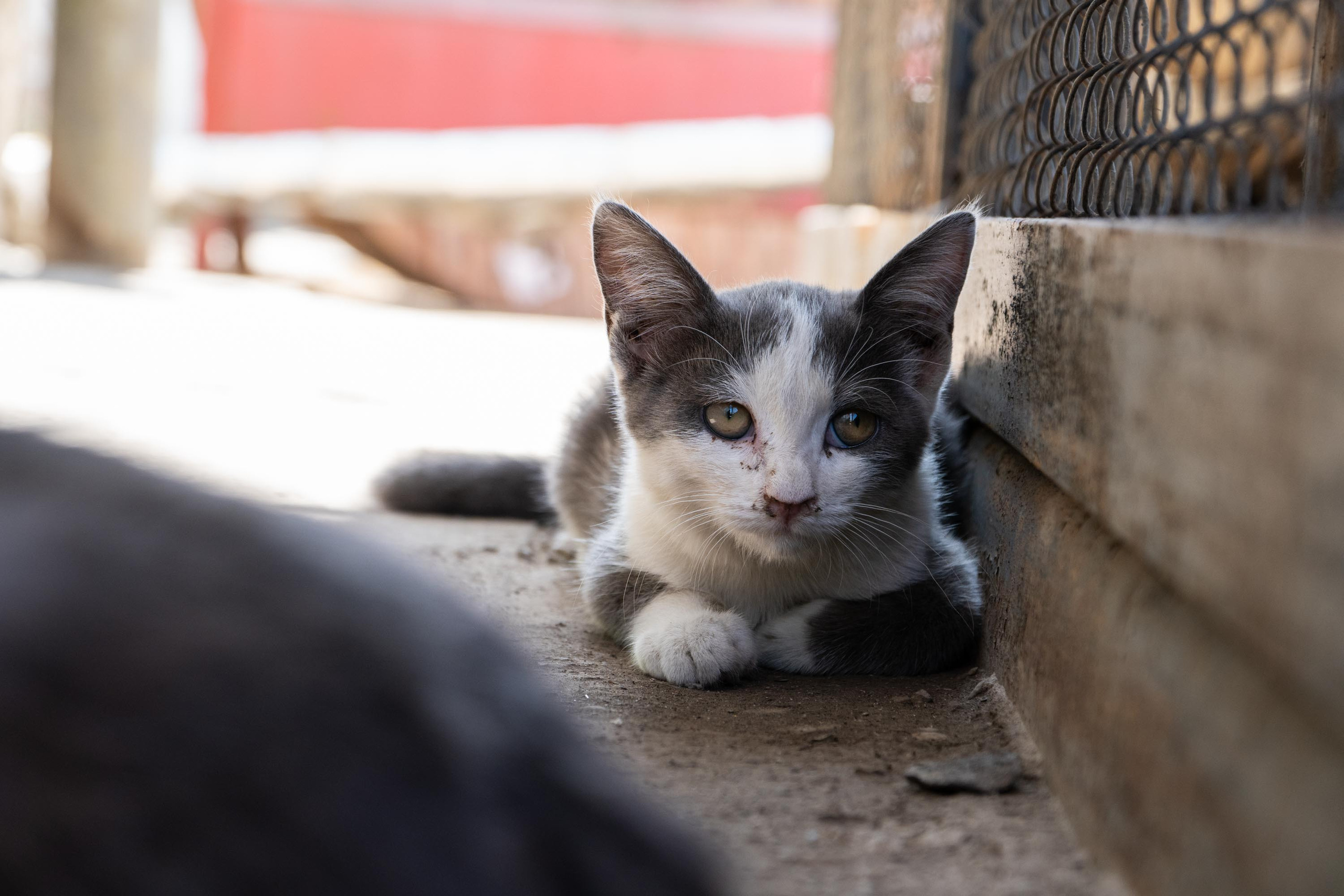 SIGMA 17-70mm F/2.8-4 DC HSM. Фотограф Григорий Кравец