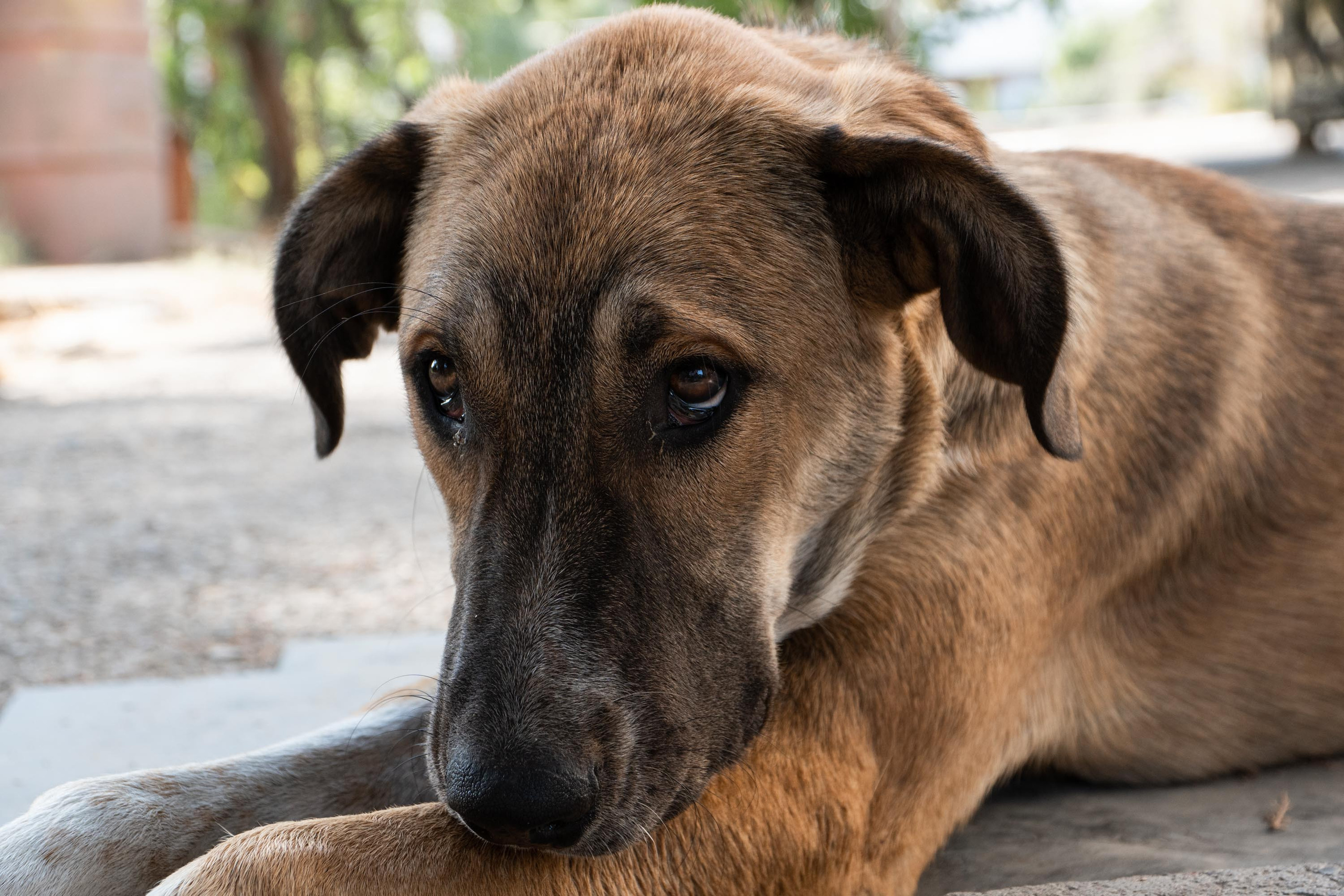 SIGMA 17-70mm F/2.8-4 DC HSM. Фотограф Григорий Кравец