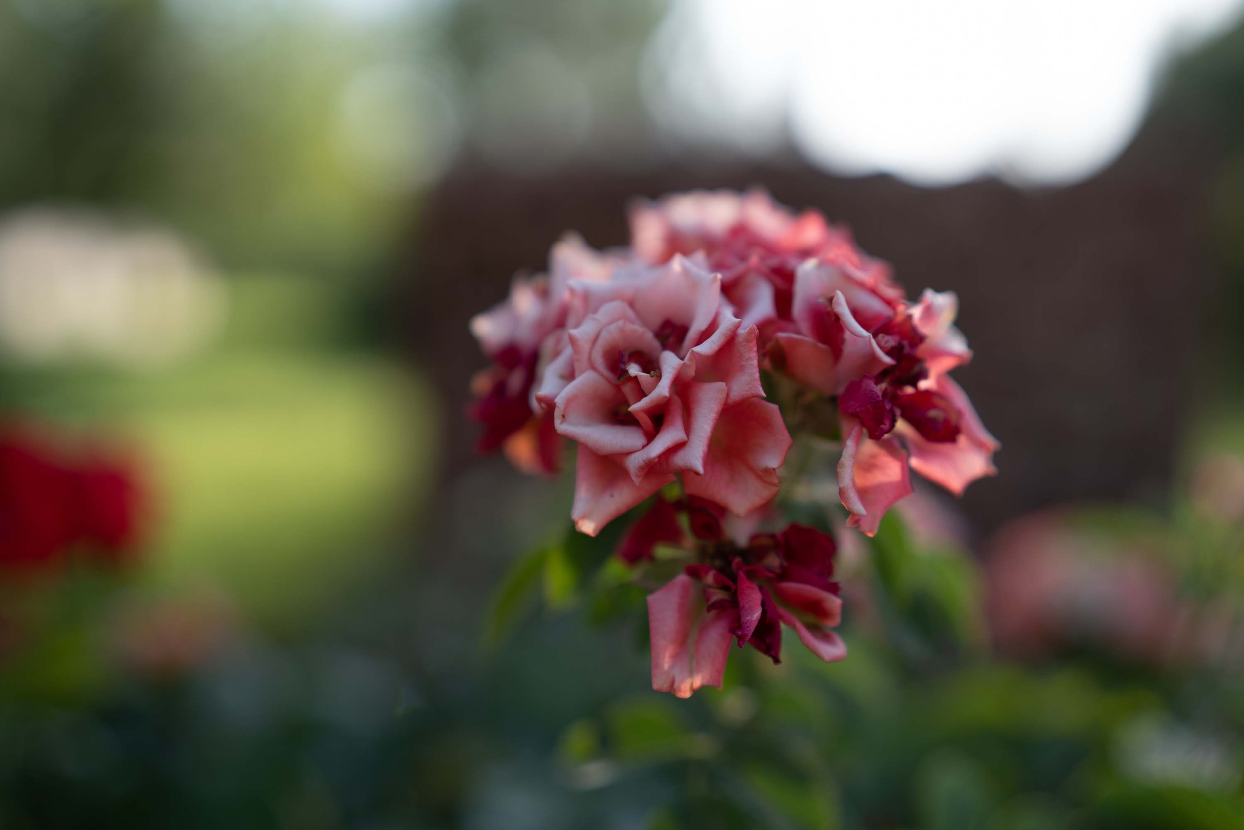 SIGMA 35 mm F1.4 Art (Sony-E). Фотограф Григорий Кравец