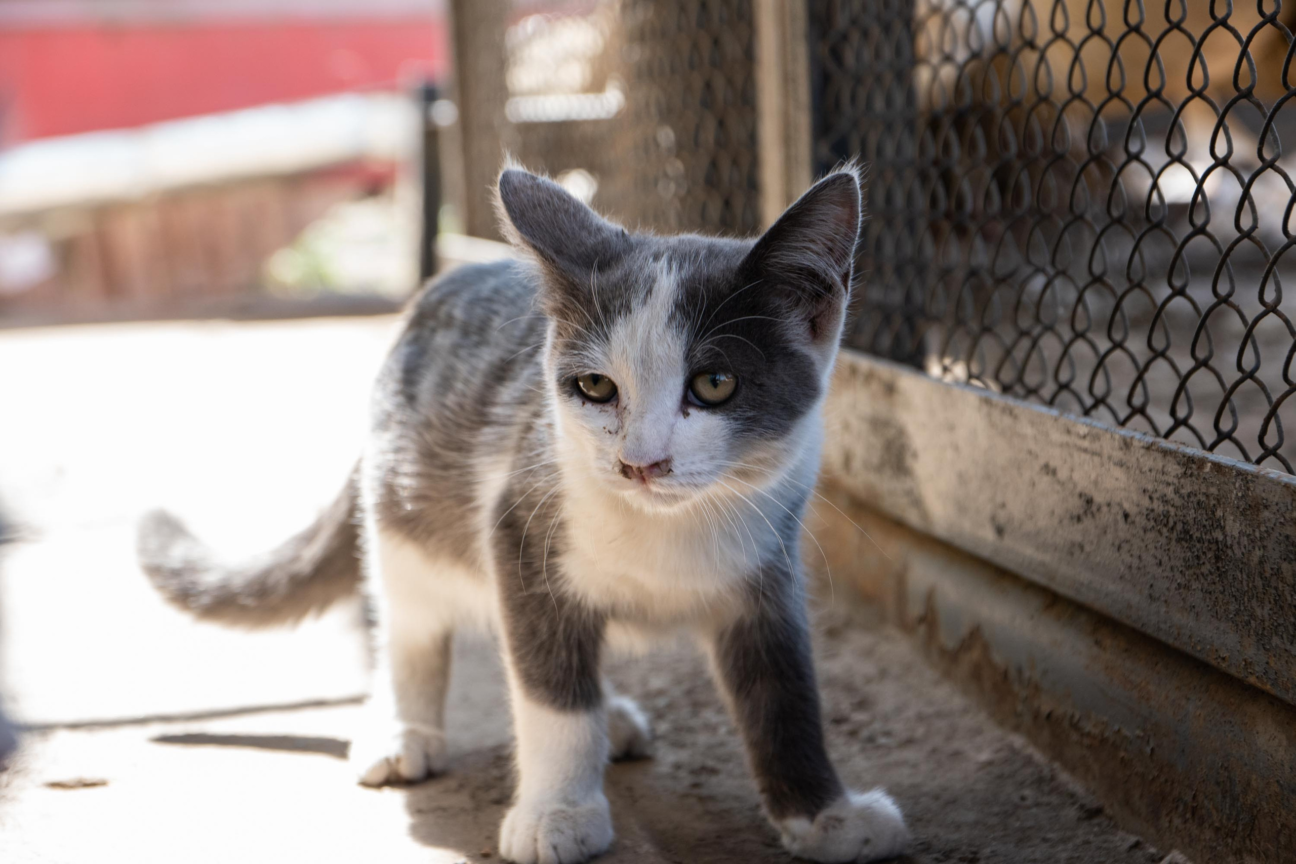 SIGMA 17-70mm F/2.8-4 DC HSM. Фотограф Григорий Кравец