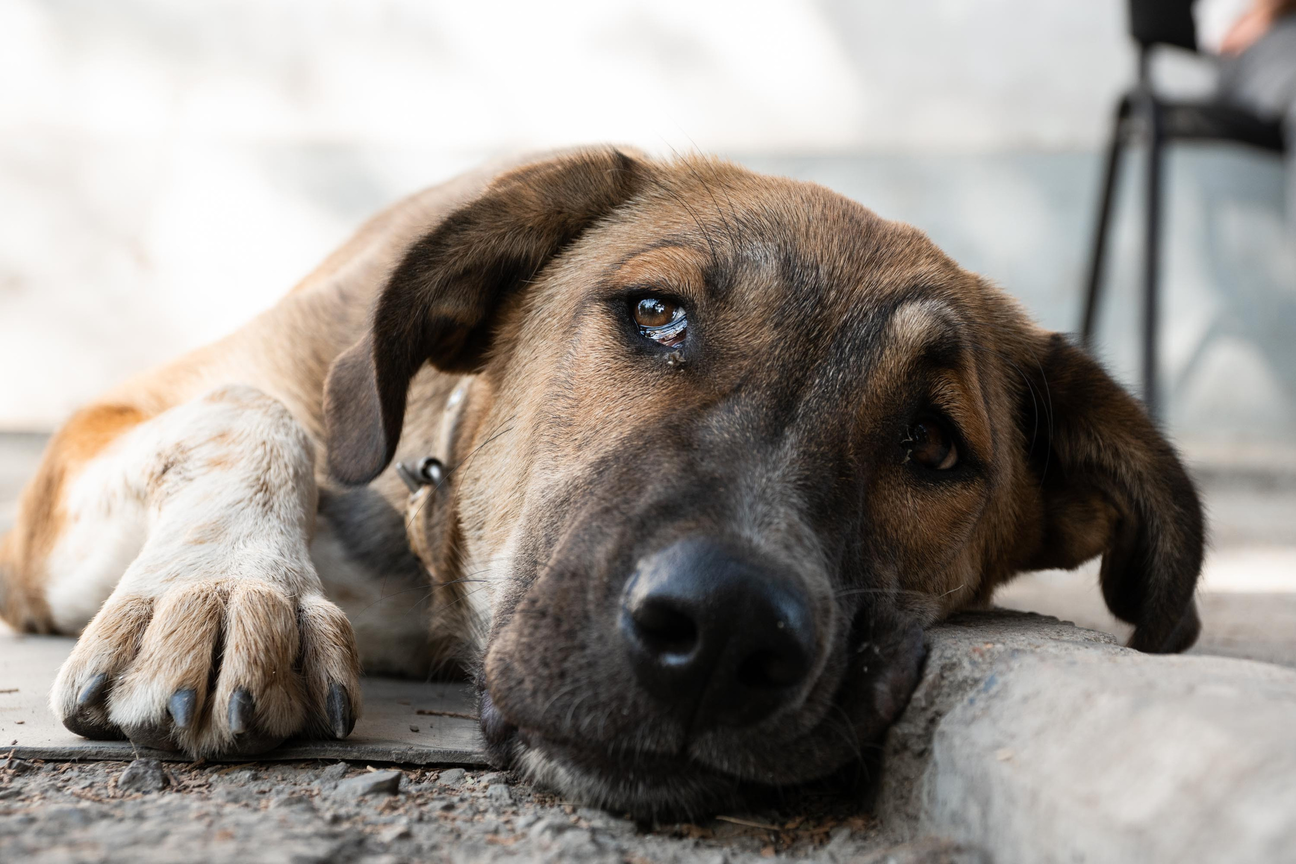 SIGMA 17-70mm F/2.8-4 DC HSM. Фотограф Григорий Кравец