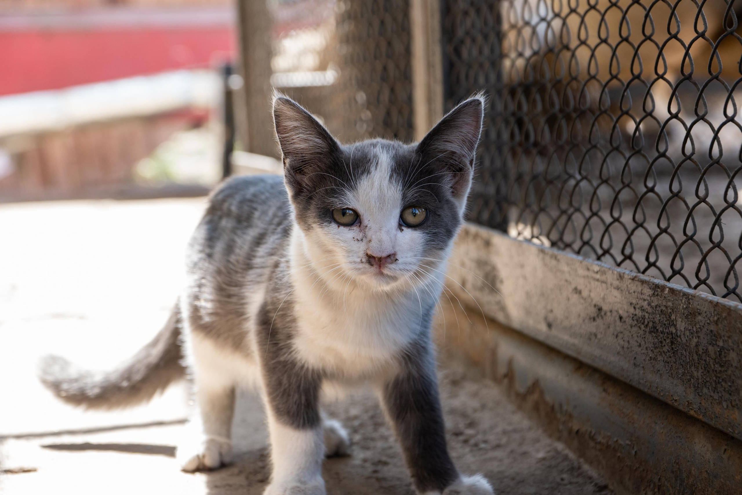 SIGMA 17-70mm F/2.8-4 DC HSM. Фотограф Григорий Кравец