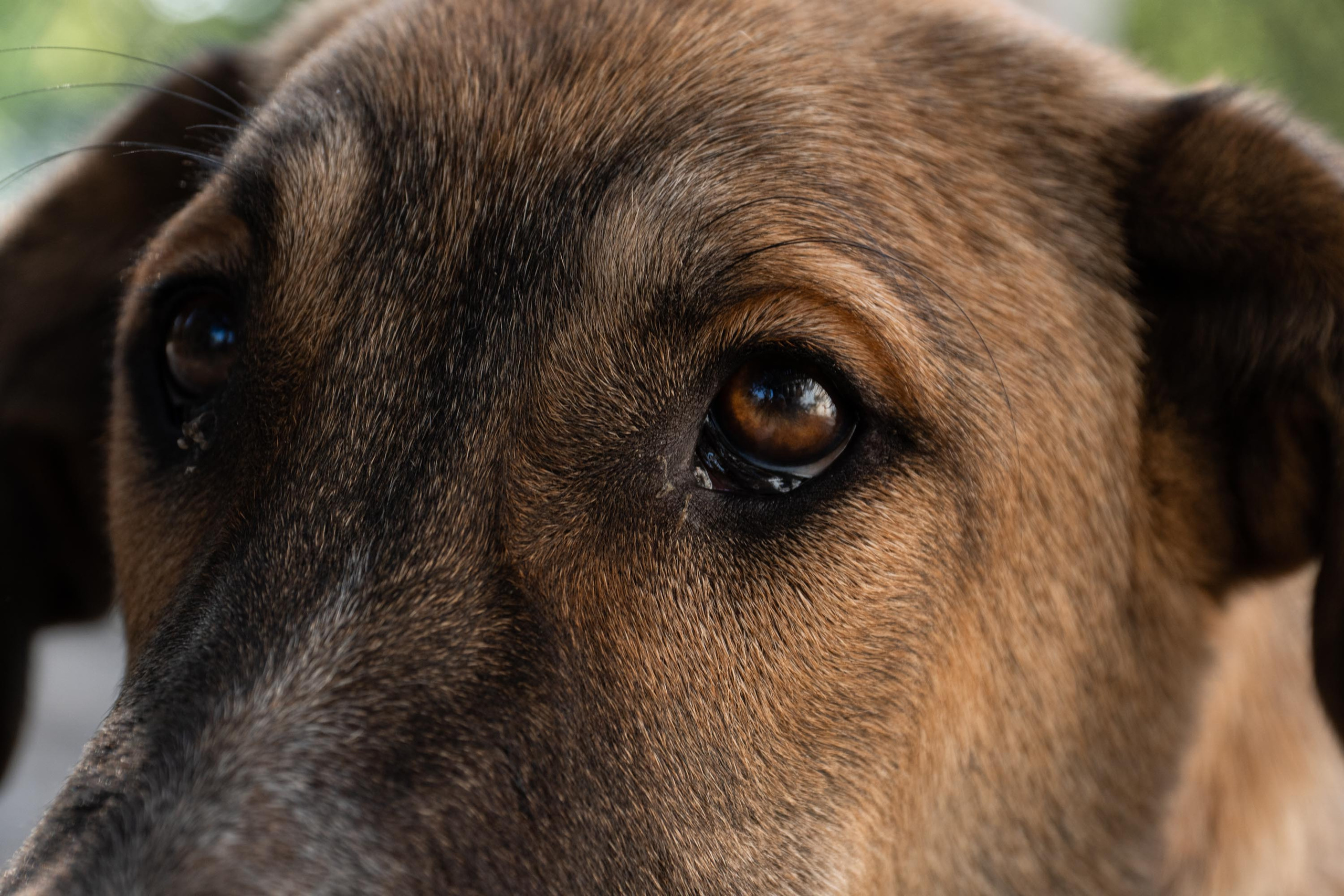 SIGMA 17-70mm F/2.8-4 DC HSM. Фотограф Григорий Кравец