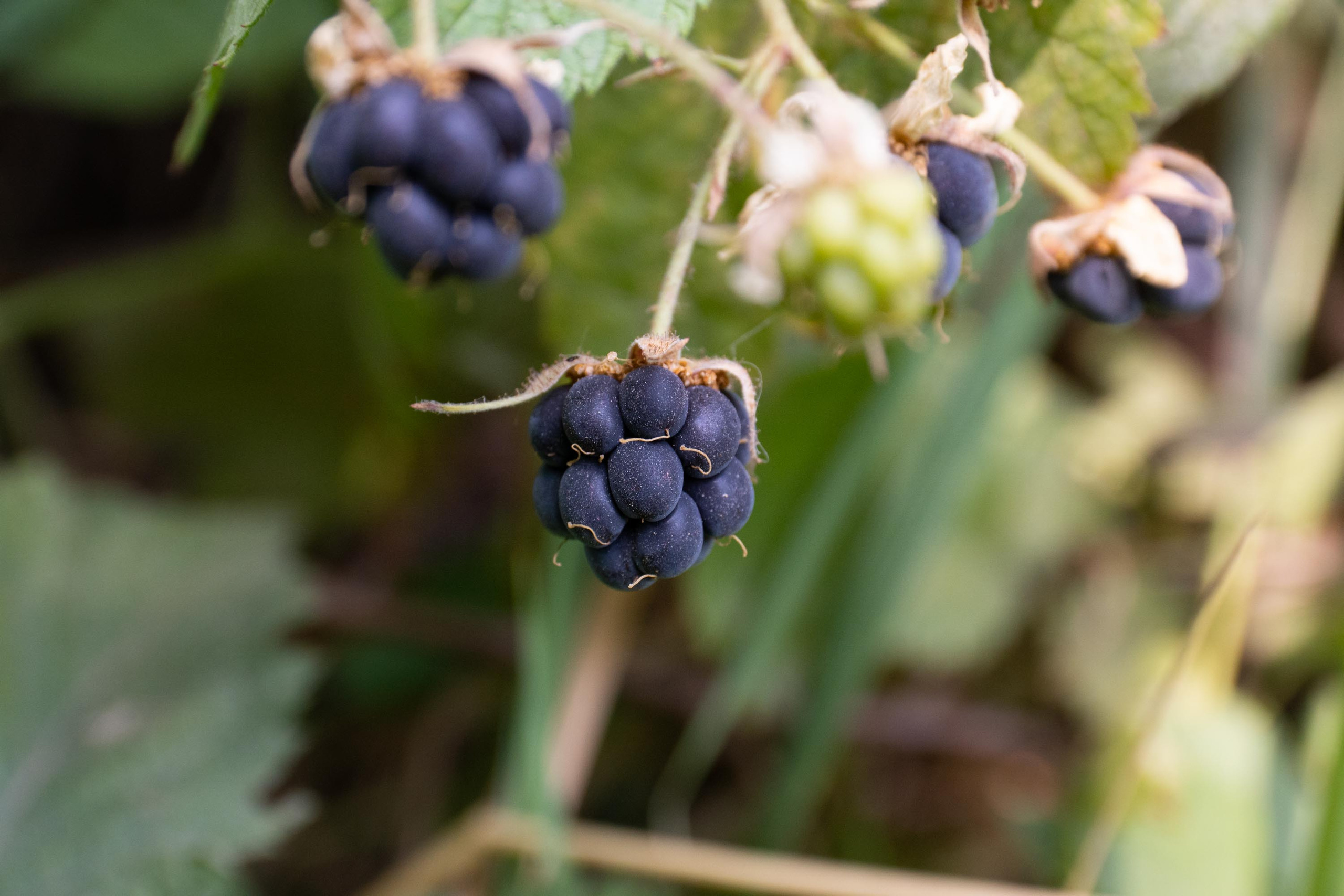 SIGMA 17-70mm F/2.8-4 DC HSM. Фотограф Григорий Кравец