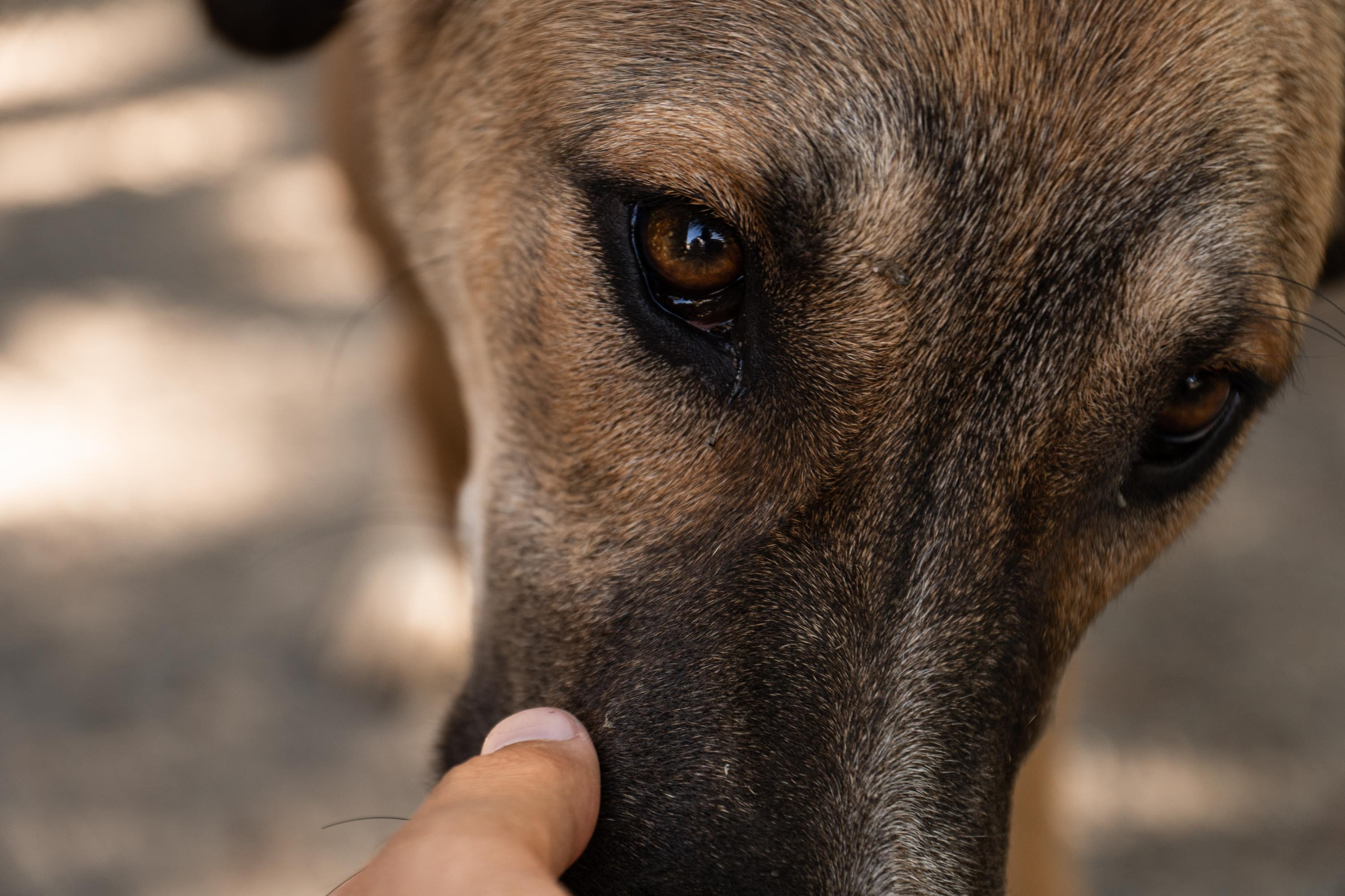 SIGMA 17-70mm F/2.8-4 DC HSM. Фотограф Григорий Кравец