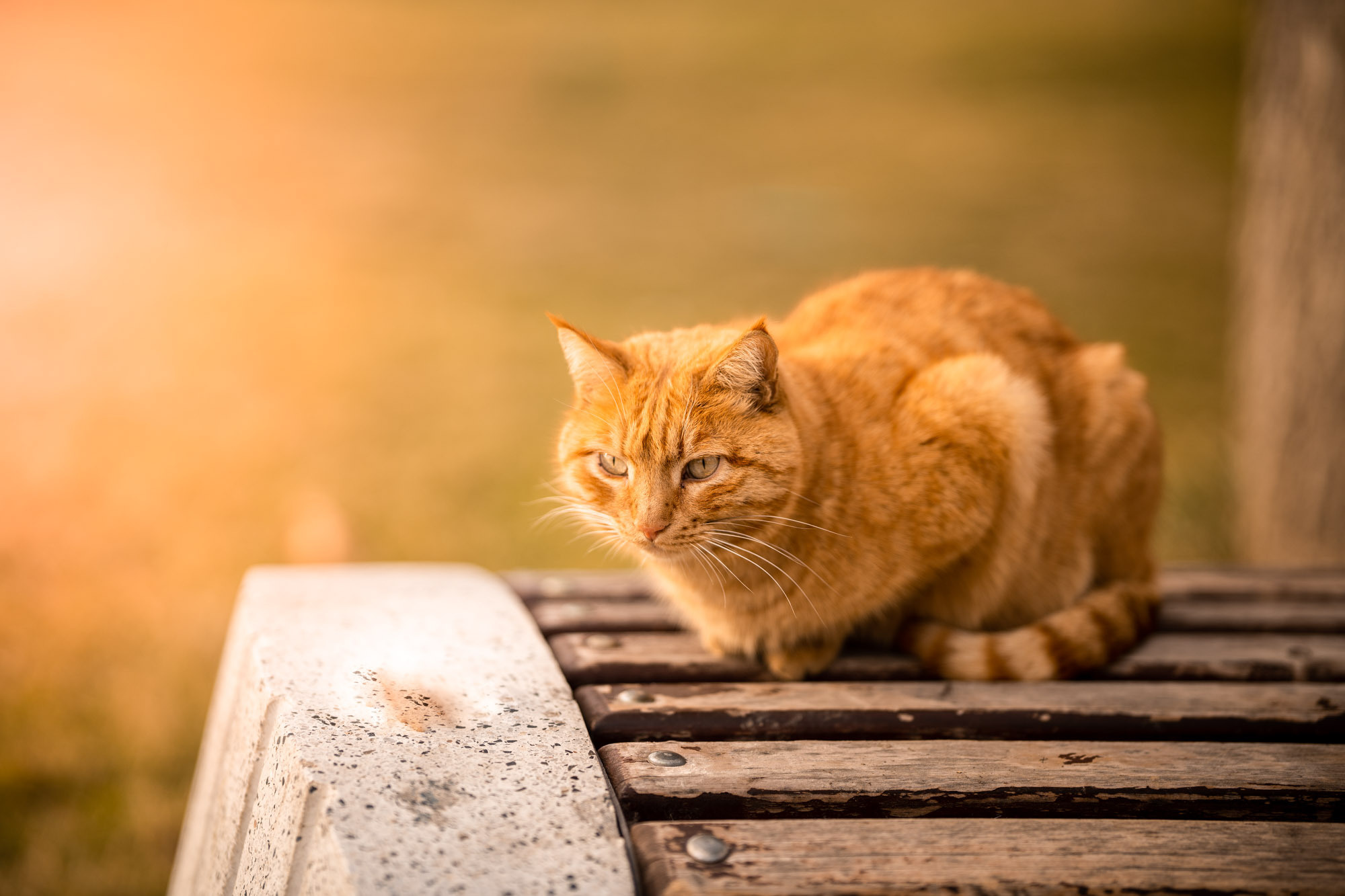 SIGMA 85 mm F/1.4 для камер Sony E-mount. Фотограф Григорий Кравец