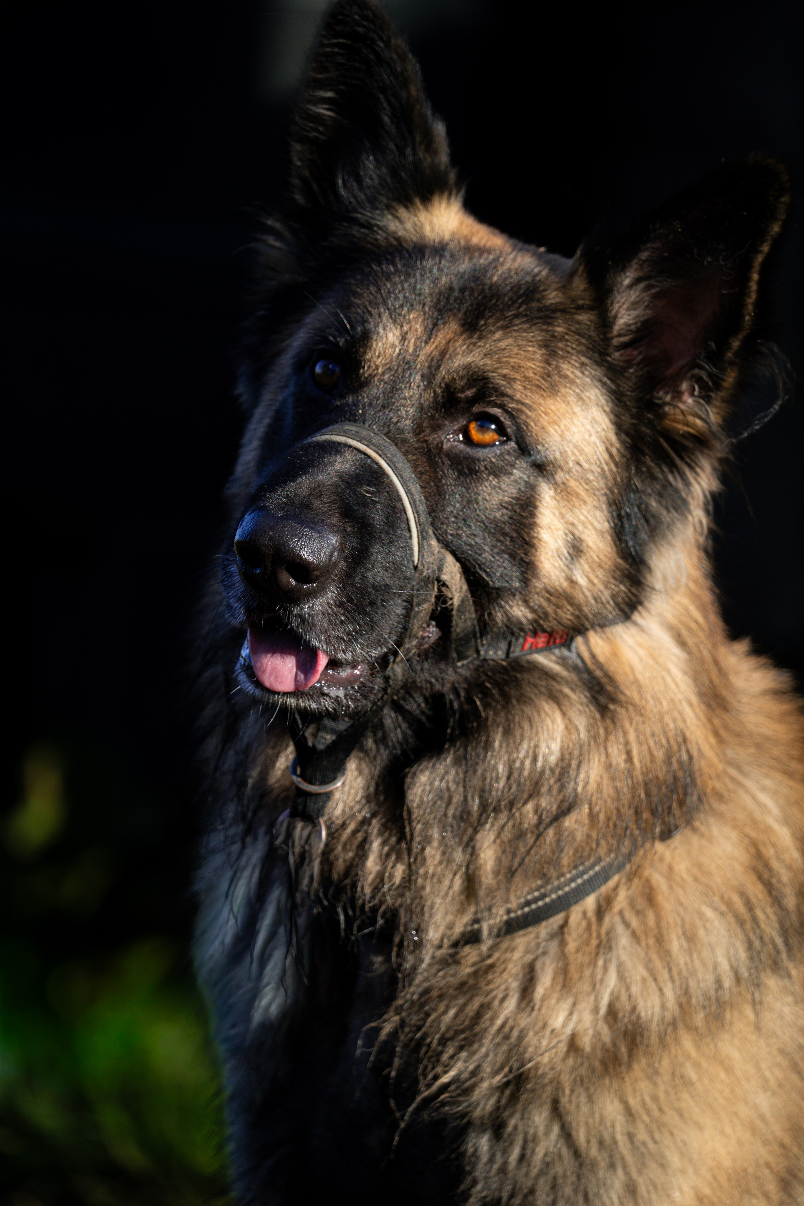 Pets. Ryan Hewitt Photographer