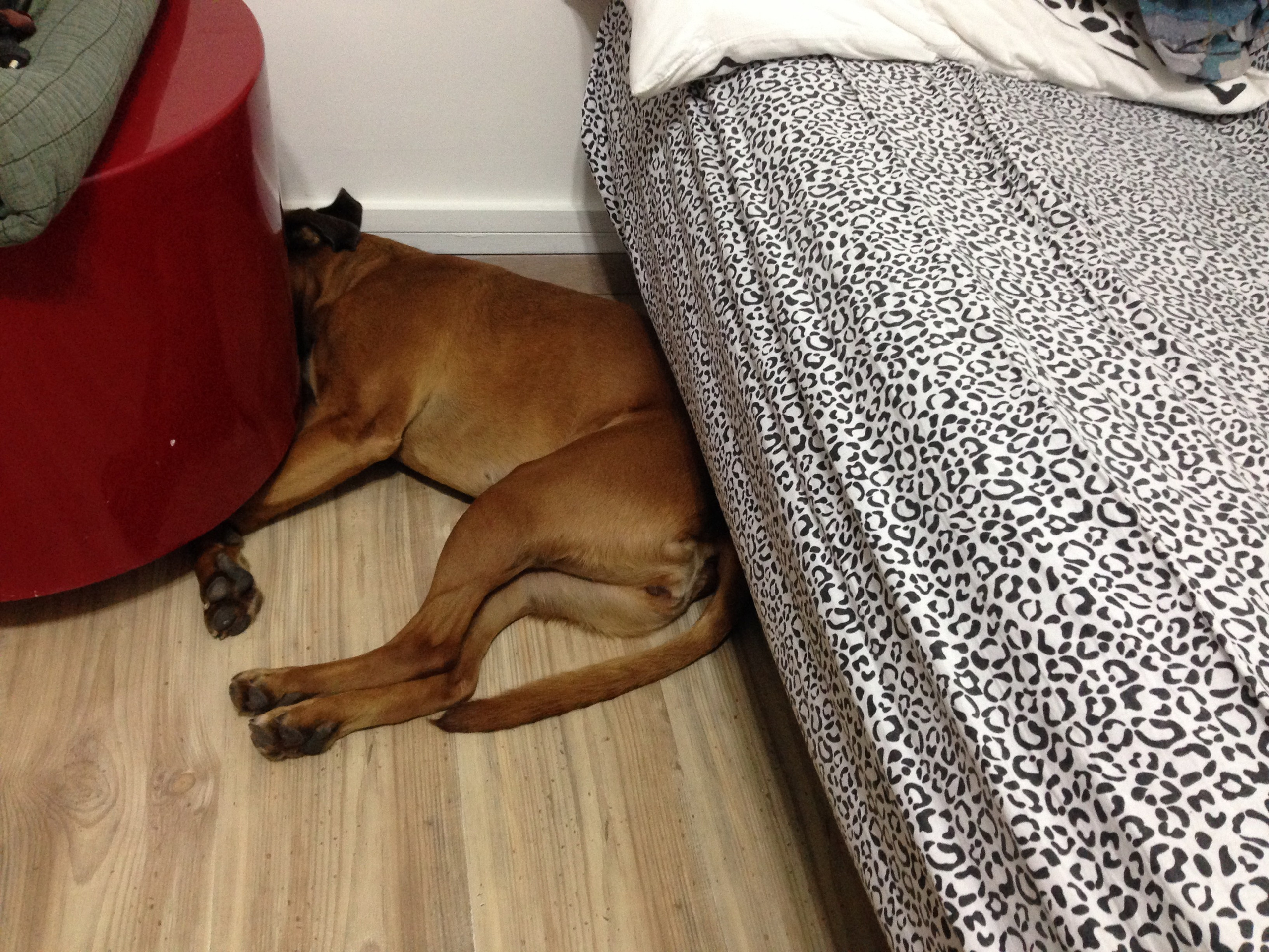 My ״Star״ Boxer Dog