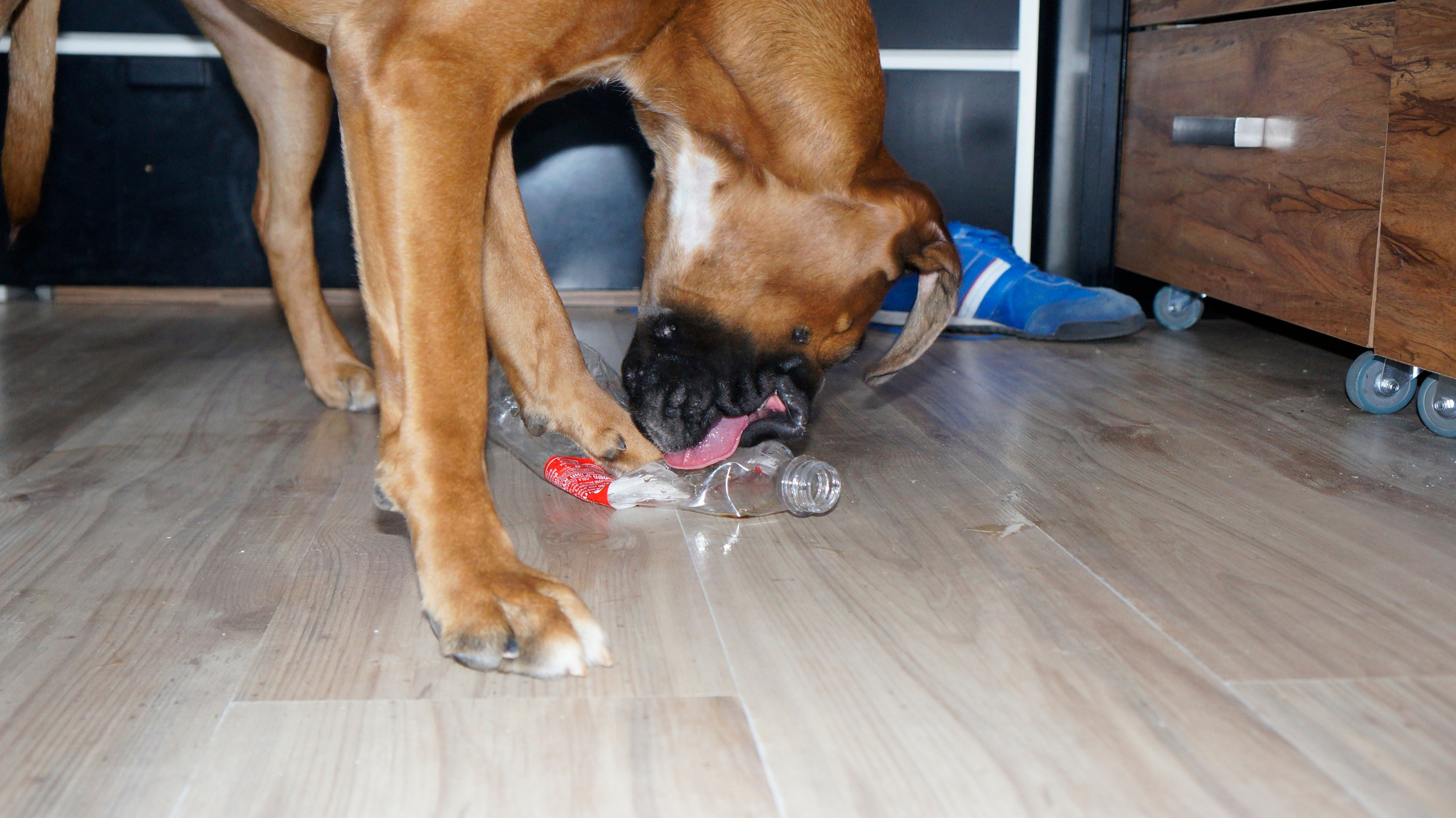 My ״Star״ Boxer Dog