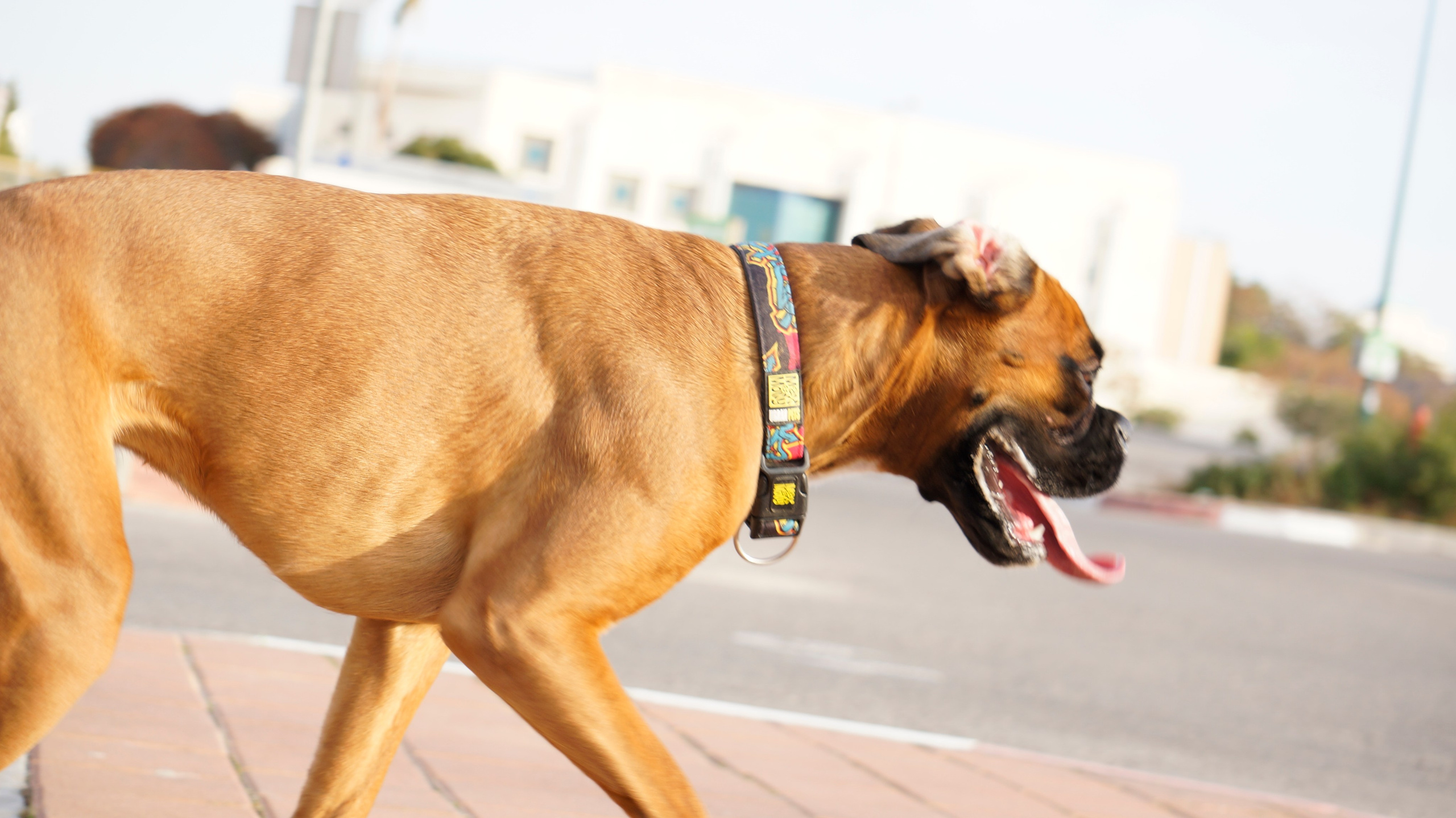 My ״Star״ Boxer Dog