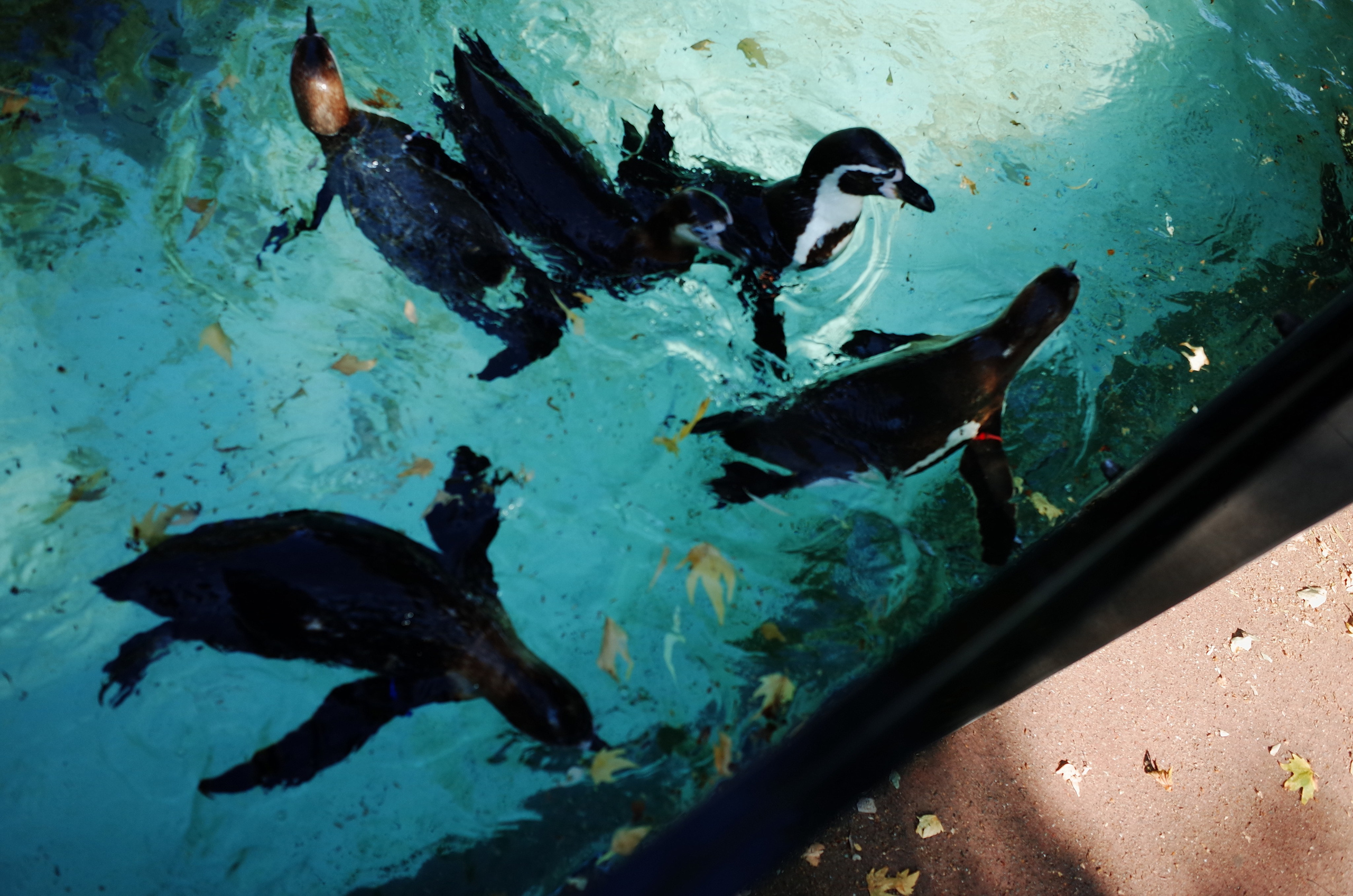 Little penguins. London zoo. Victoria Dini Photography