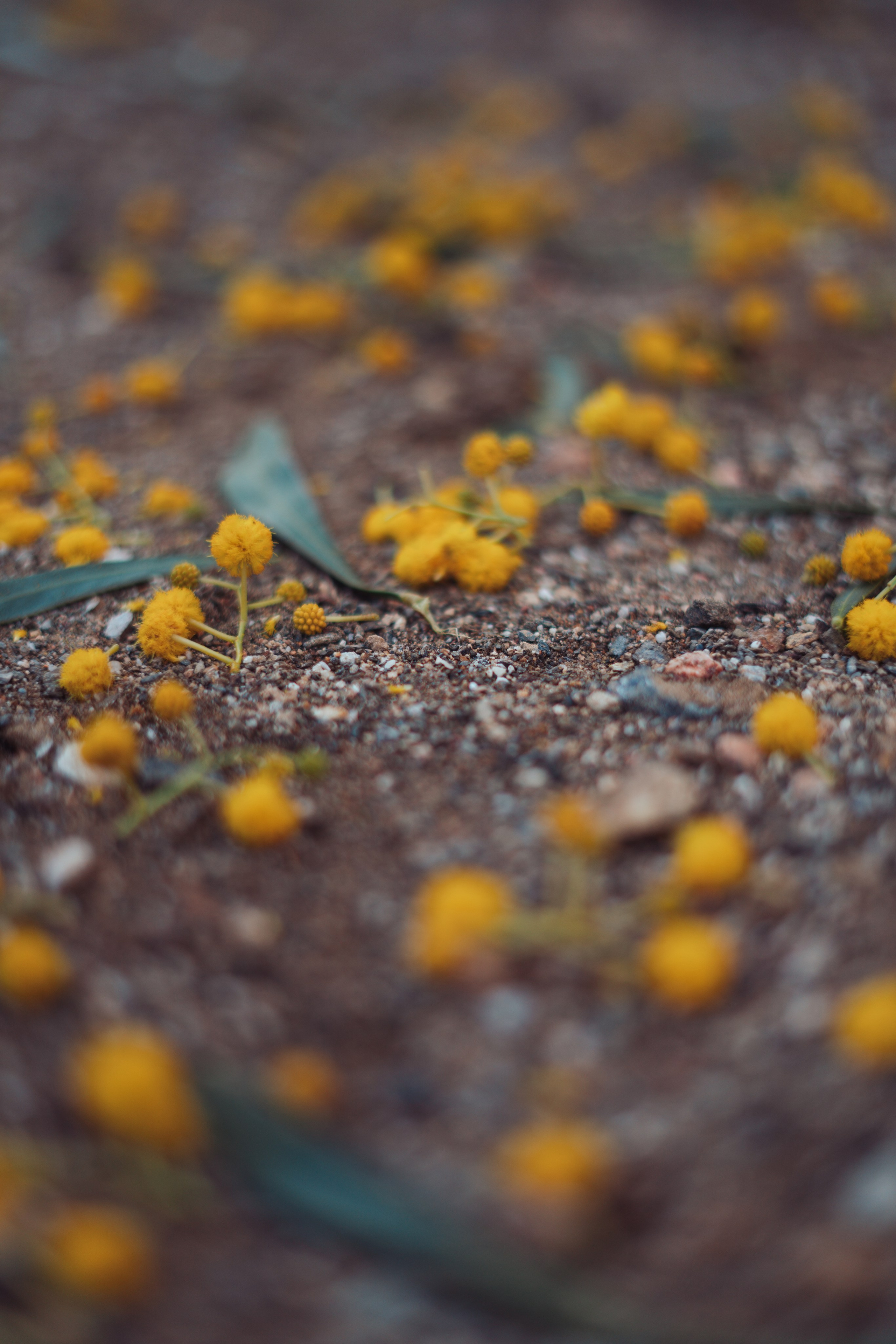 Мимоза. Анастасия Благова — Твой фотограф в Малаге 🇪🇸