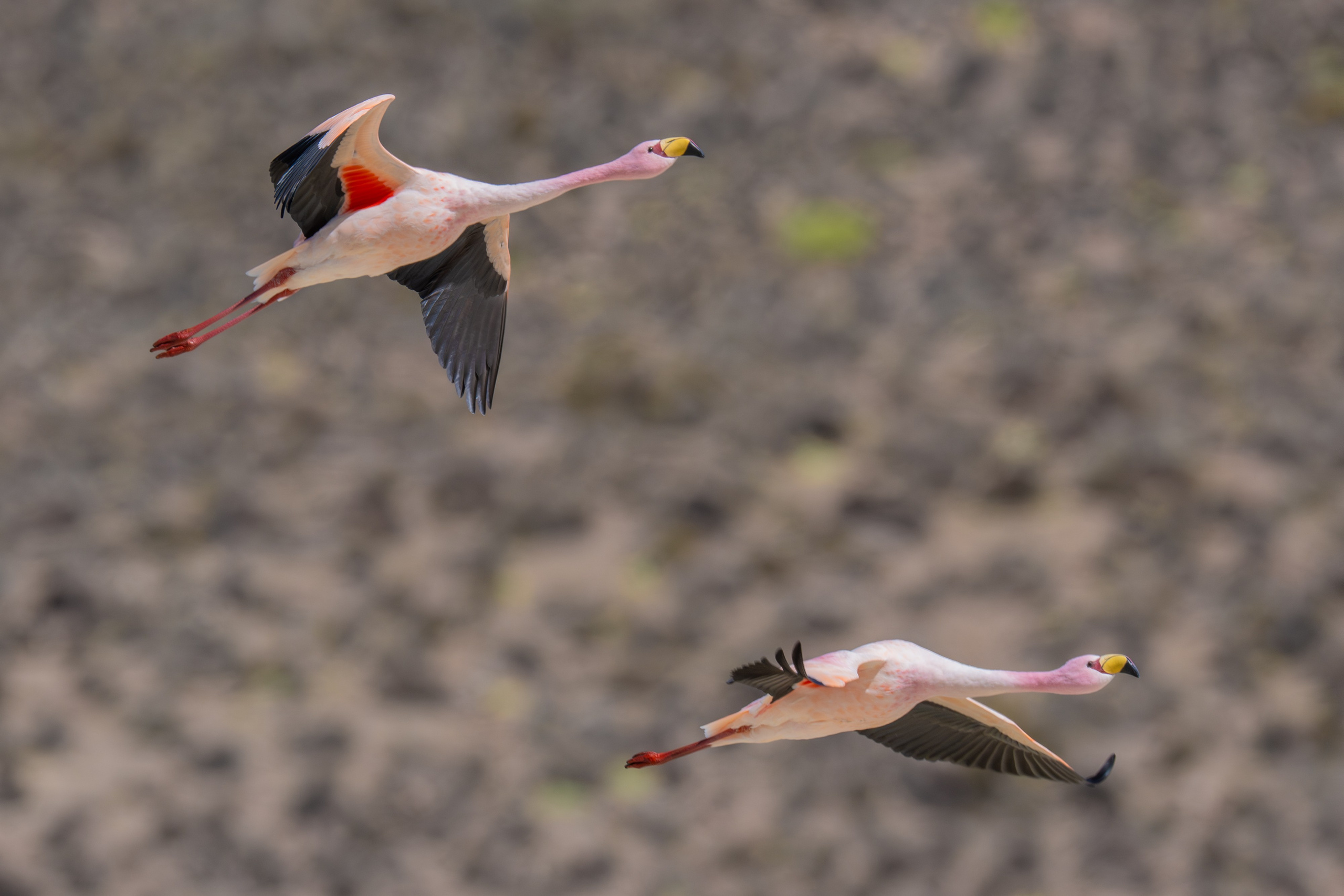 Flamencos. Nature photographer Yuri Soria-Galvarro