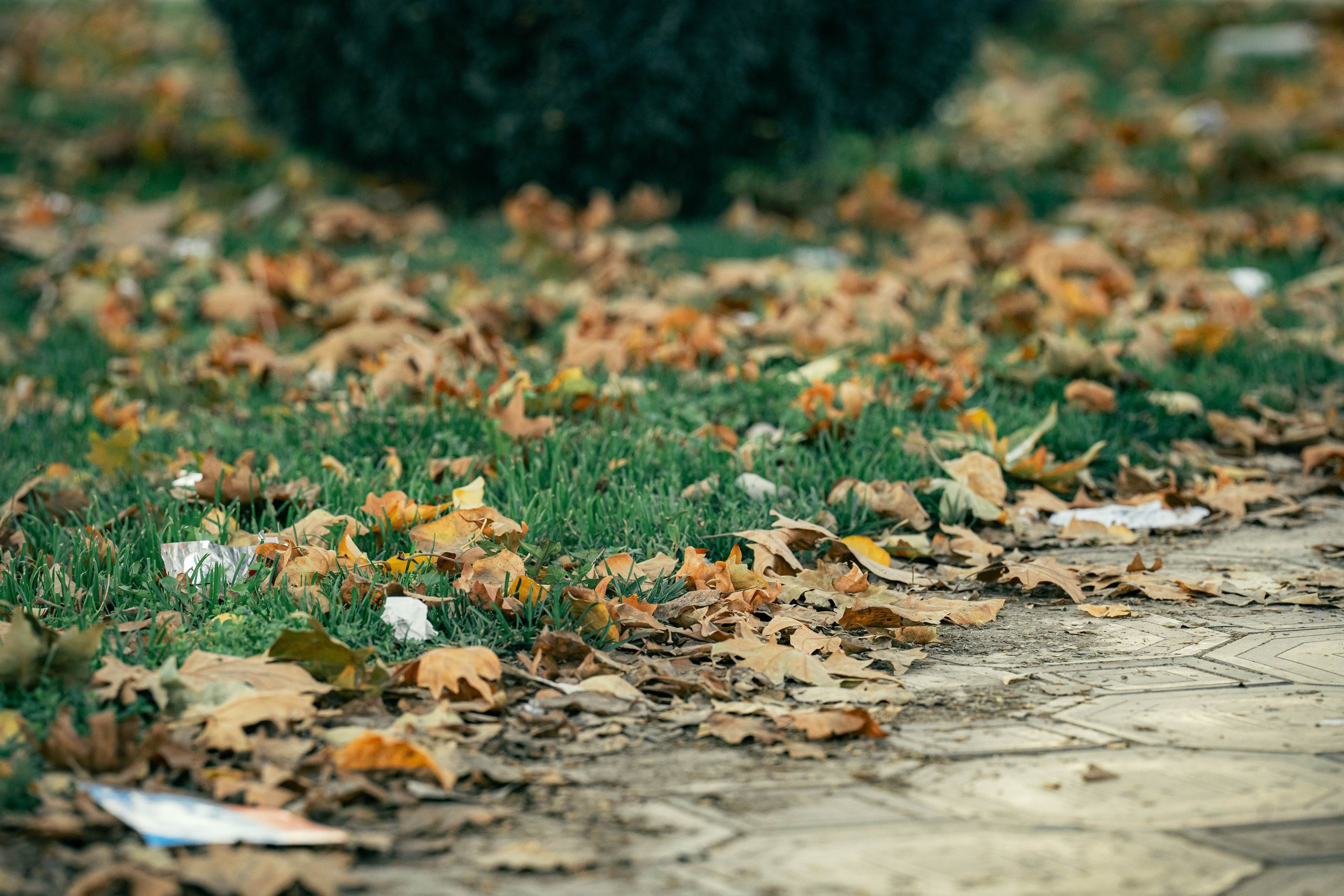 Ташкентская осень. Георгий Намазов | Фотограф в Ташкенте