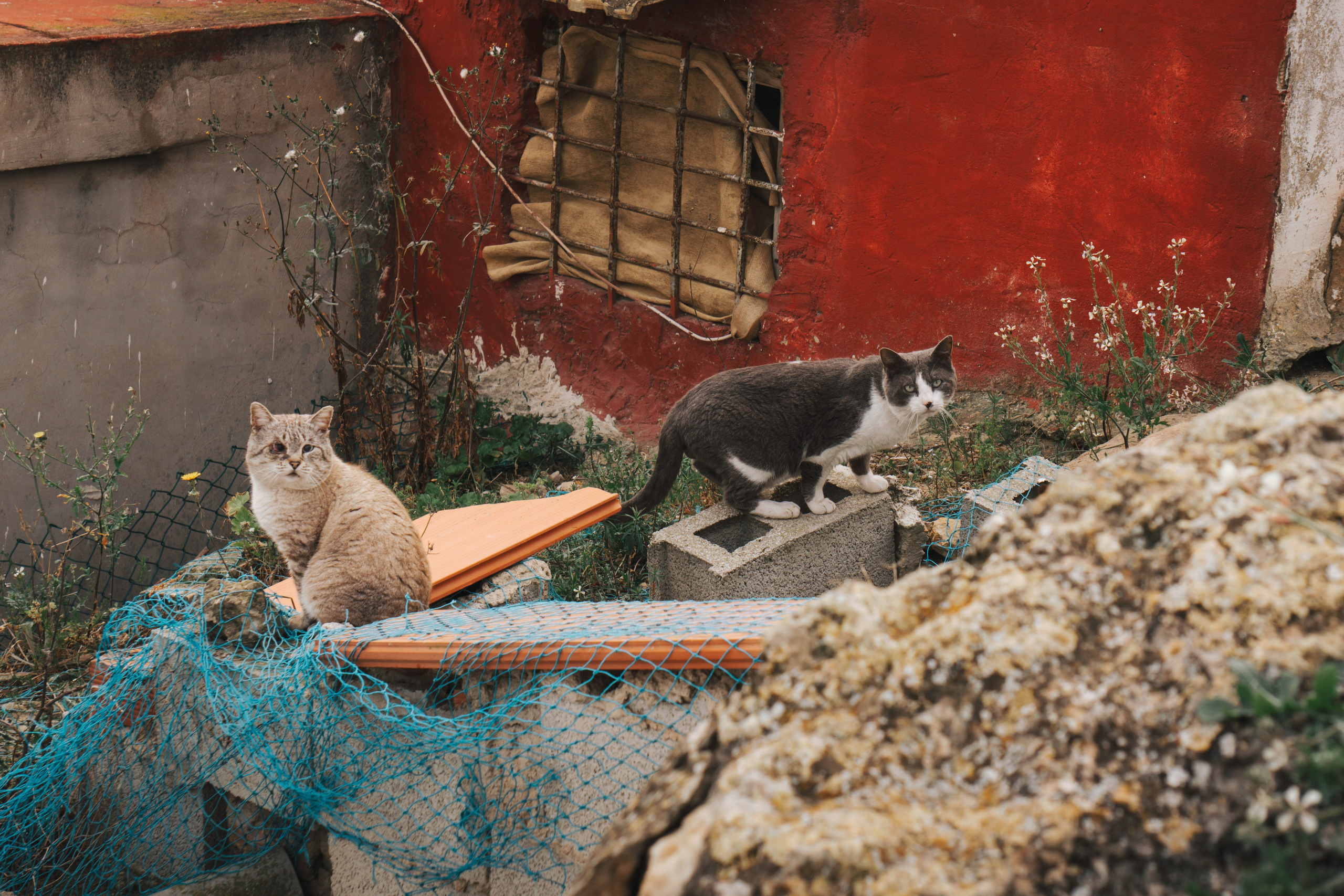 Rojales. Alba del Norte Studio