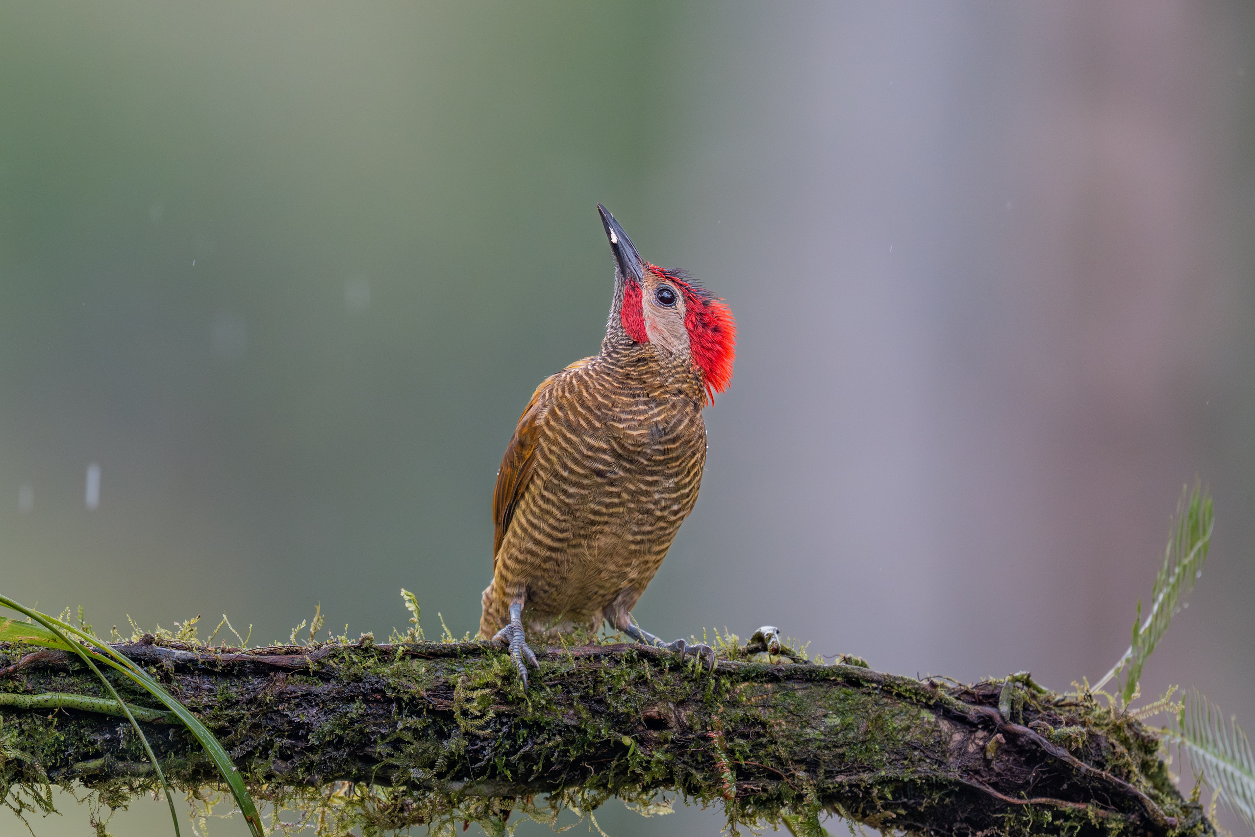 Carpinteros. Nature photographer Yuri Soria-Galvarro