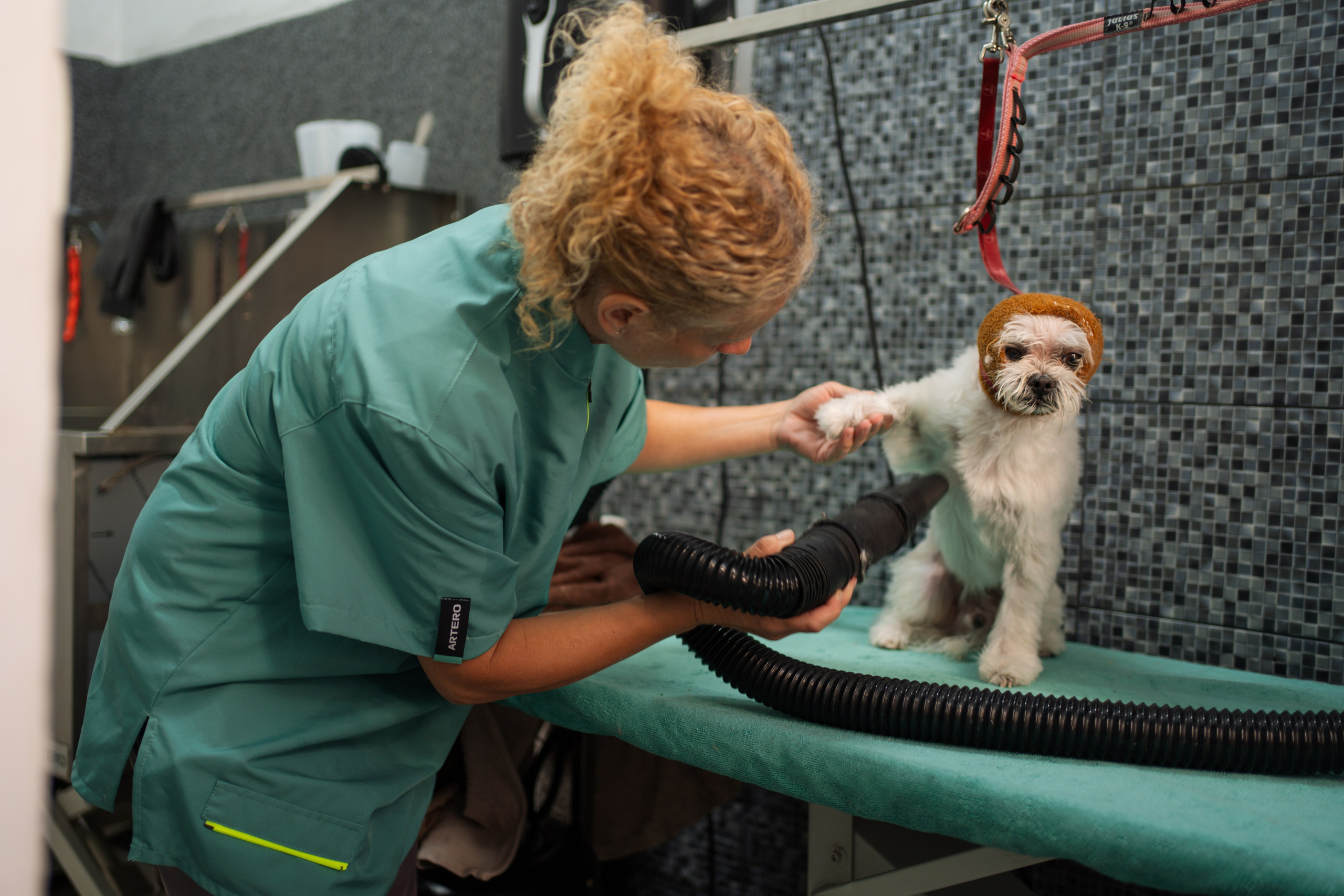 PetGroom Timisoara. Cozac Cristian Photographer